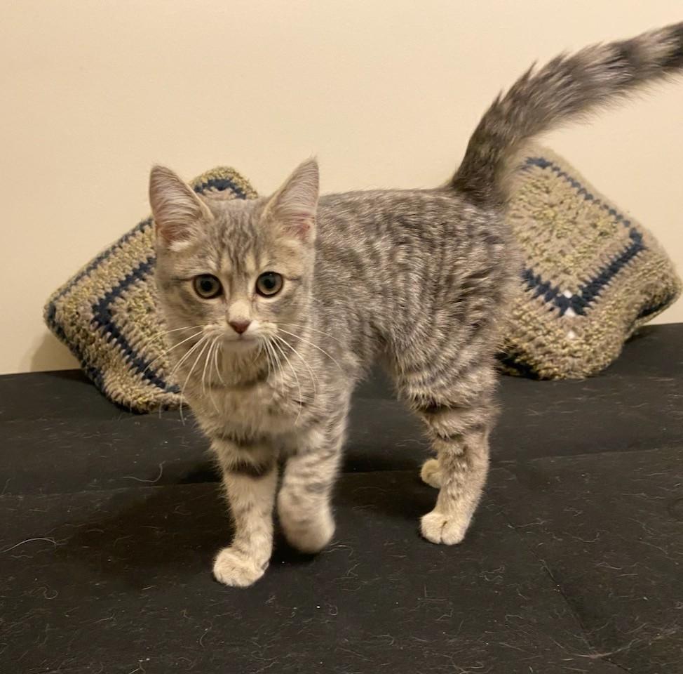 Petunia, Adoptable, Young Female Domestic Short Hair.