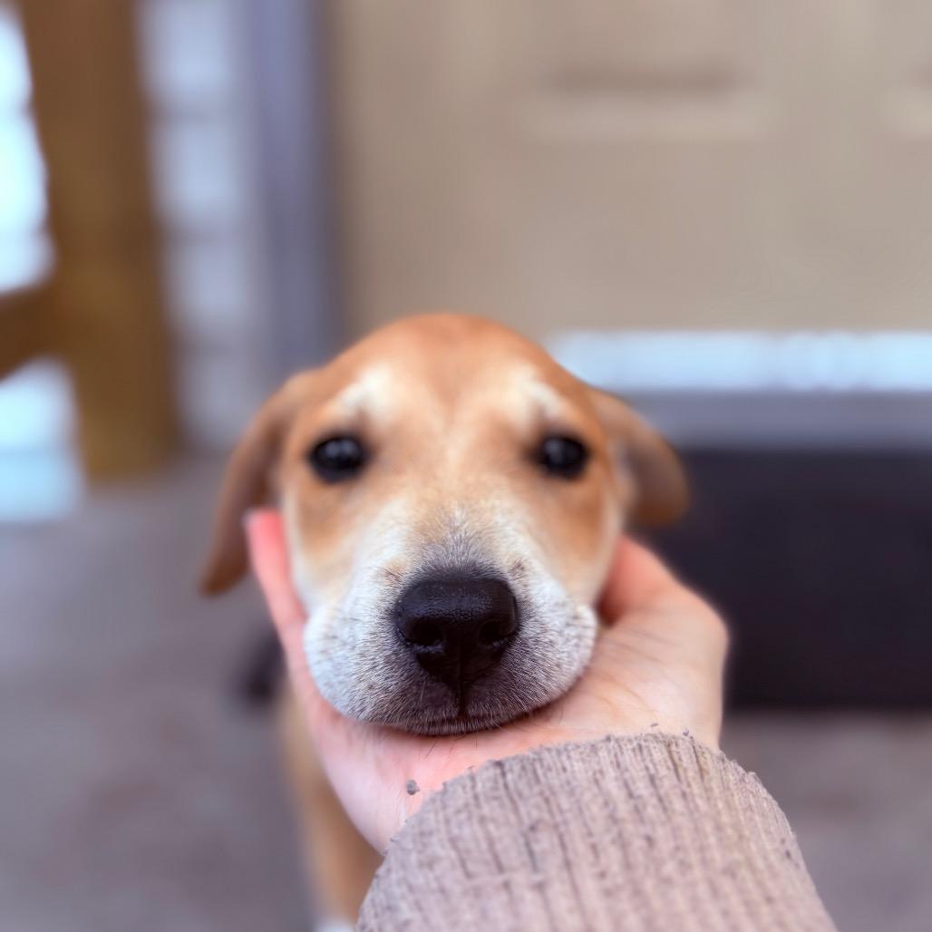 Bex, adoptable, Puppy Male Feist & Mixed Breed.