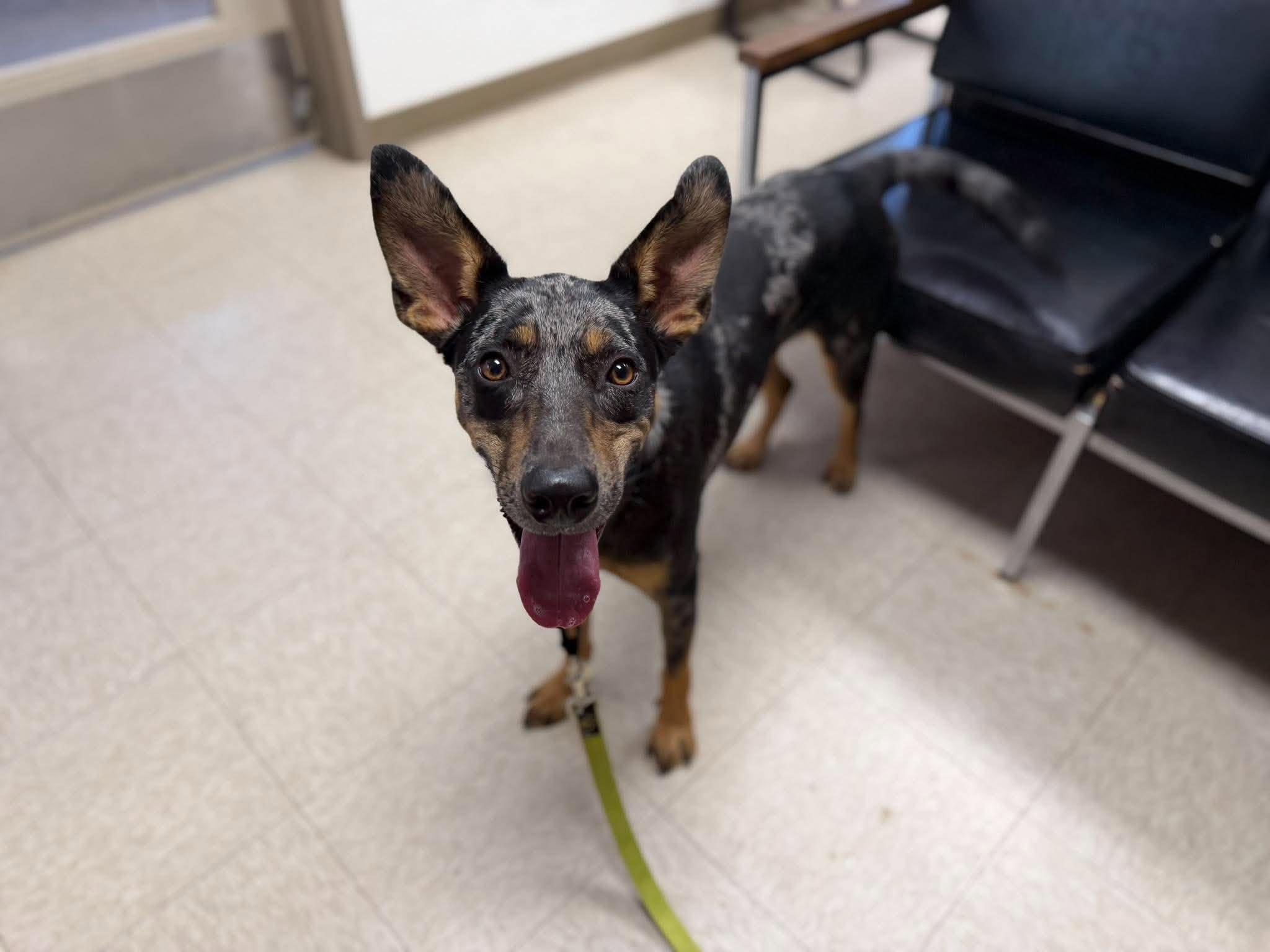 Enlarge Trigger, a Adoptable mixed breed in Chickasha, OK image 2/3