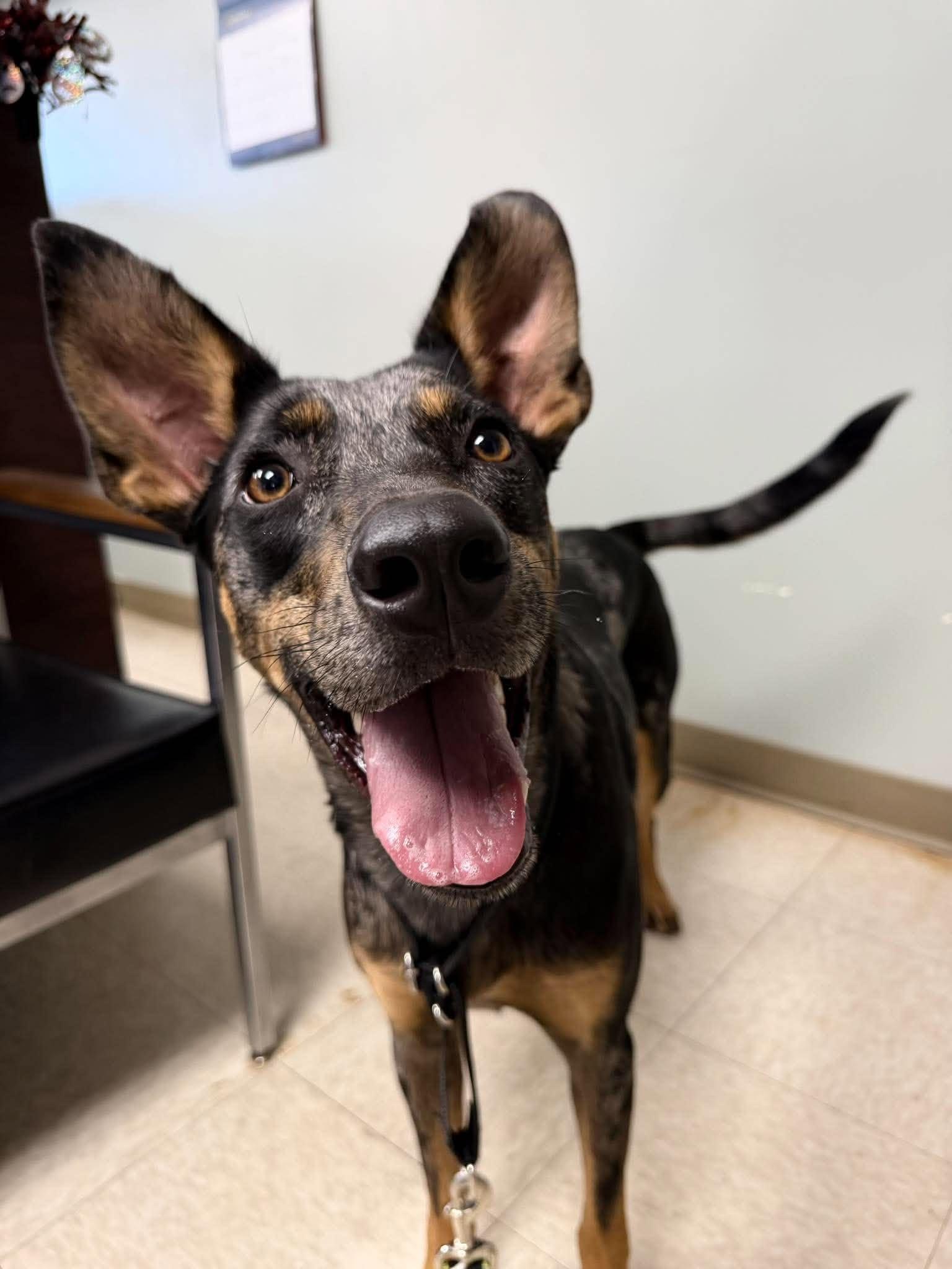 Trigger, Adoptable, Young Male Catahoula Leopard Dog.