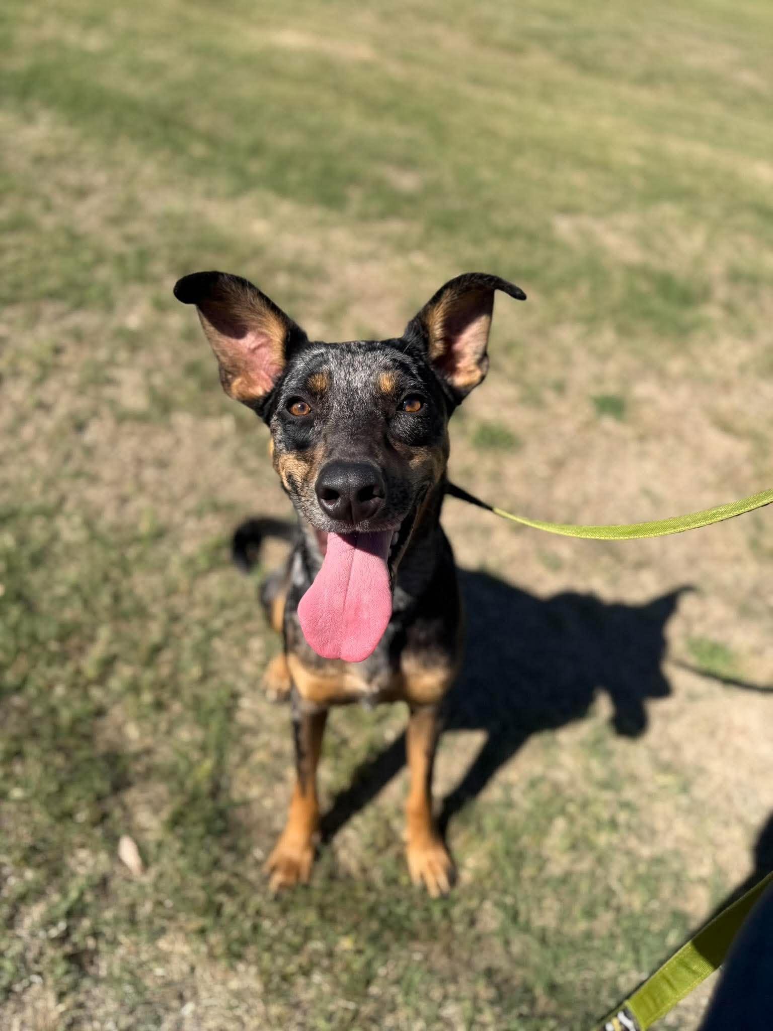 Enlarge Trigger, a Adoptable mixed breed in Chickasha, OK image 3/3