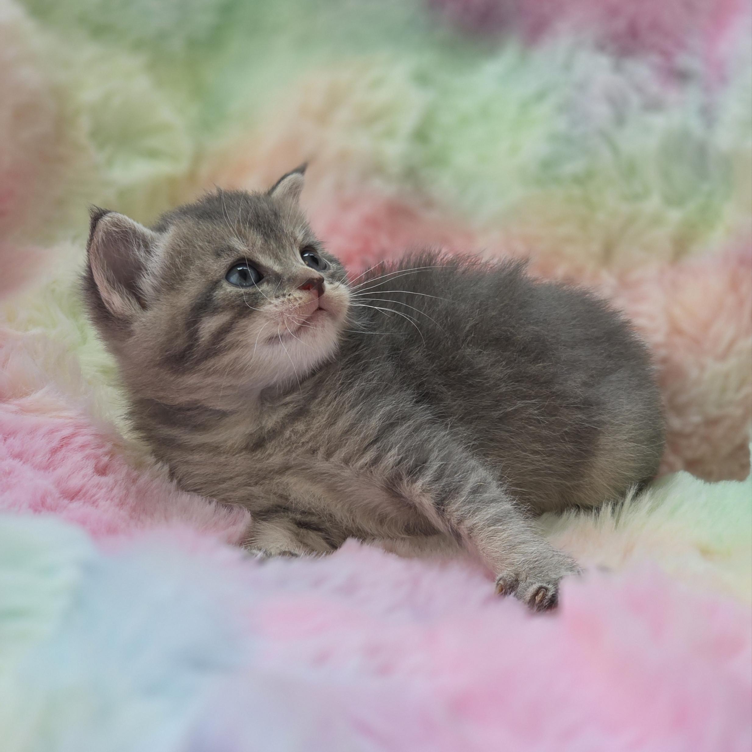 Enlarge Mew, a ADOPTABLE mixed breed in Atlanta, GA image 2/6