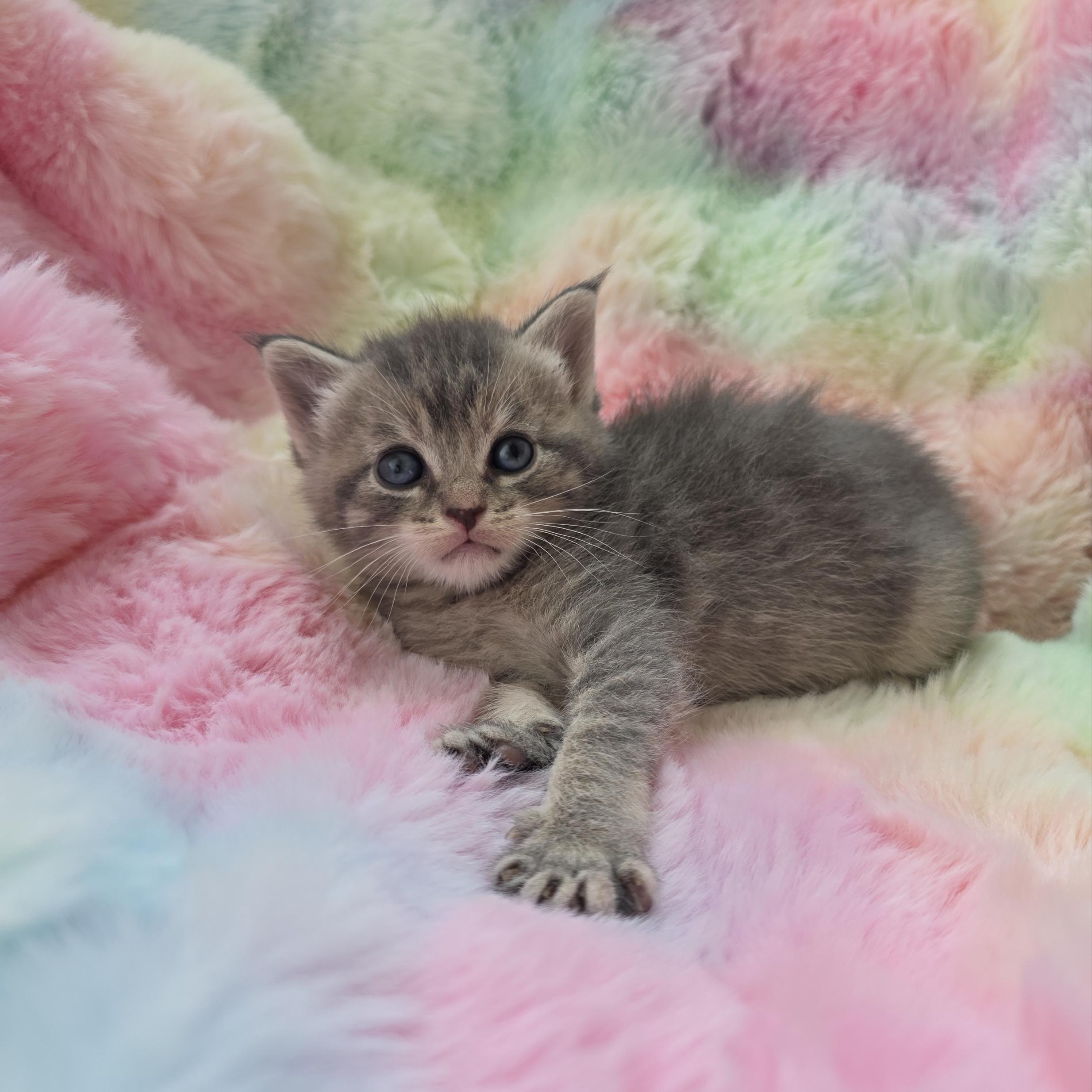 Enlarge Mew, a ADOPTABLE mixed breed in Atlanta, GA image 5/6