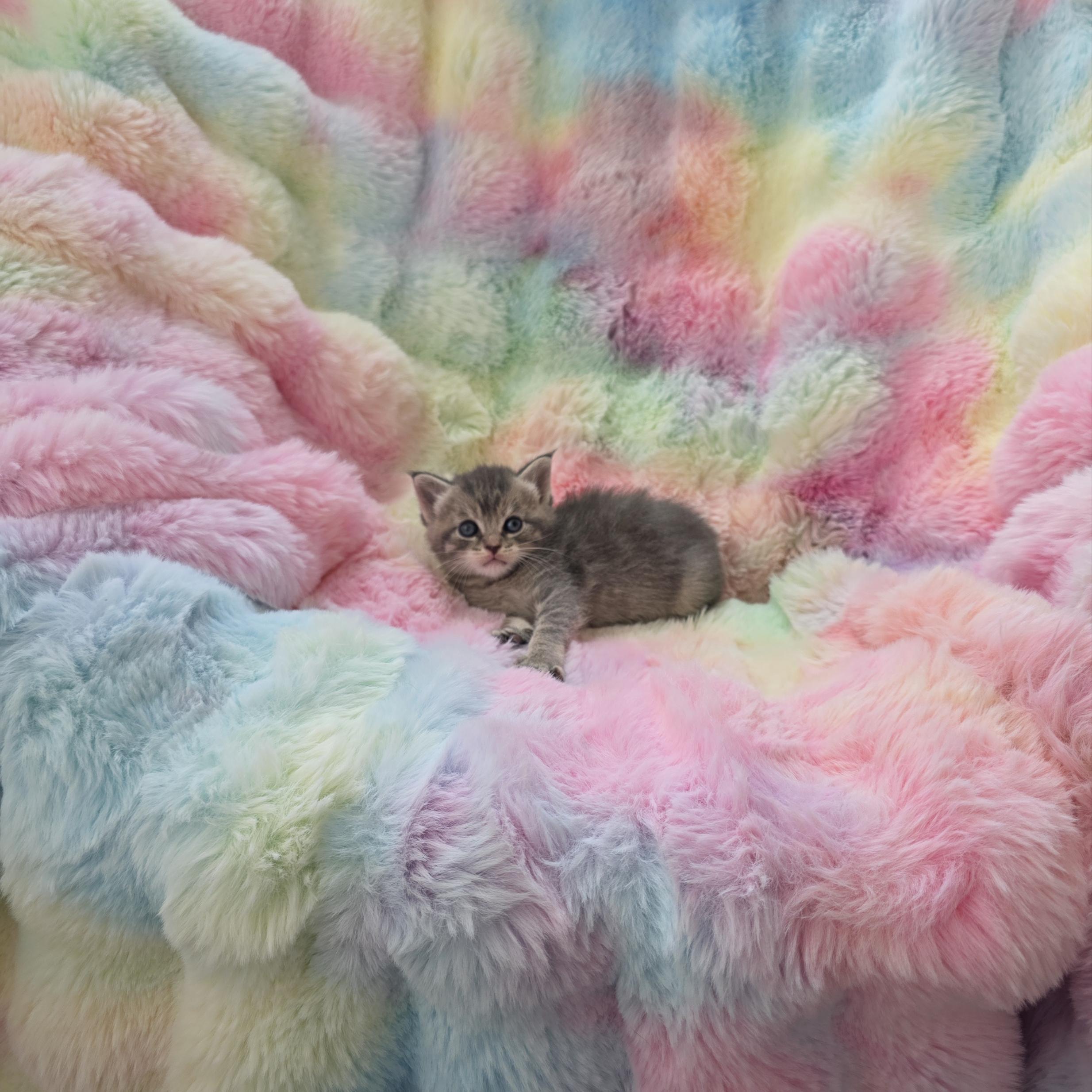 Enlarge Mew, a ADOPTABLE mixed breed in Atlanta, GA image 3/6