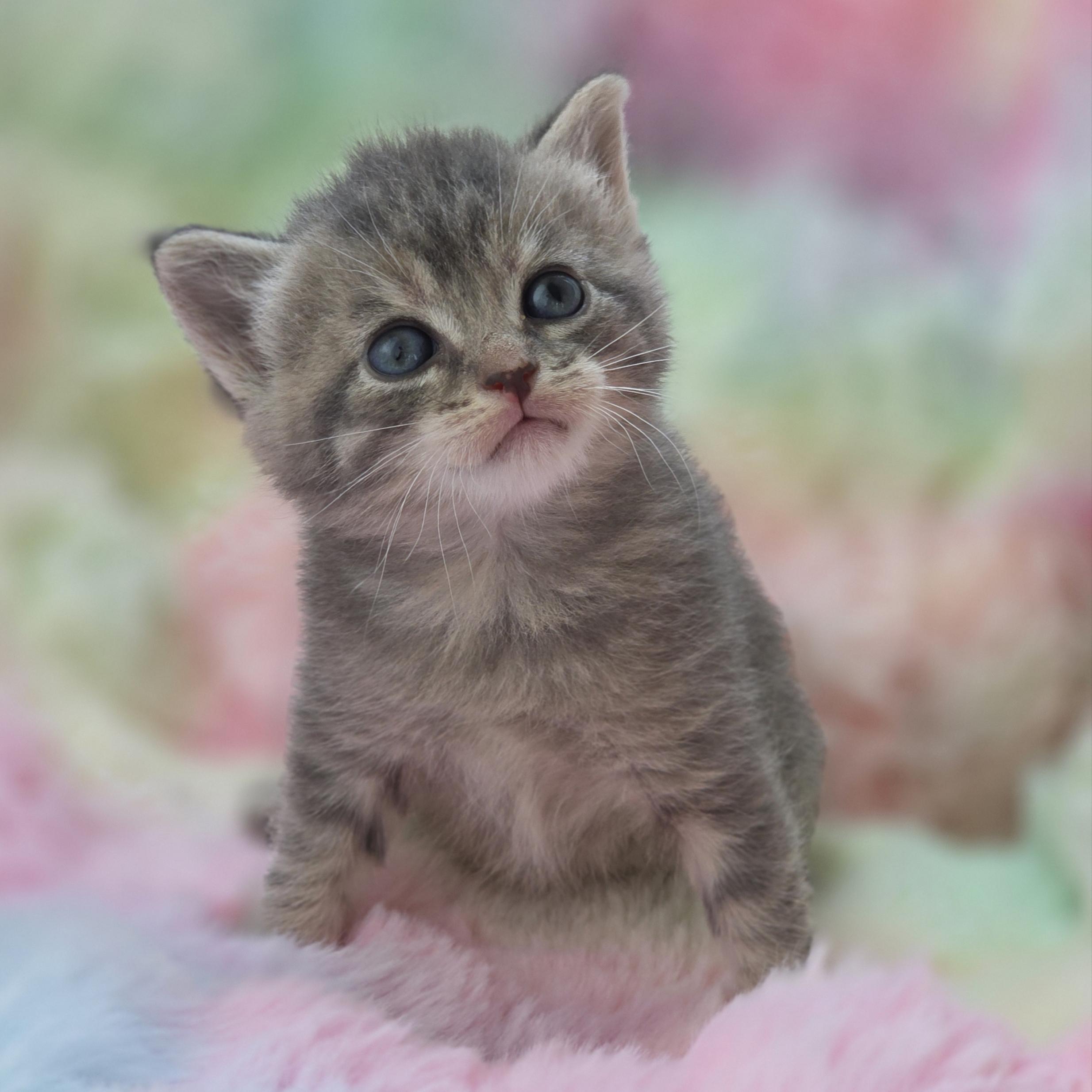 Mew, ADOPTABLE, Kitten Female Domestic Short Hair & Tabby.