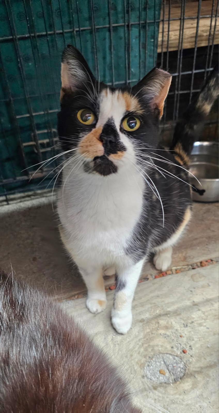 Ellie- Located in Spruce Pine, NC photo 2