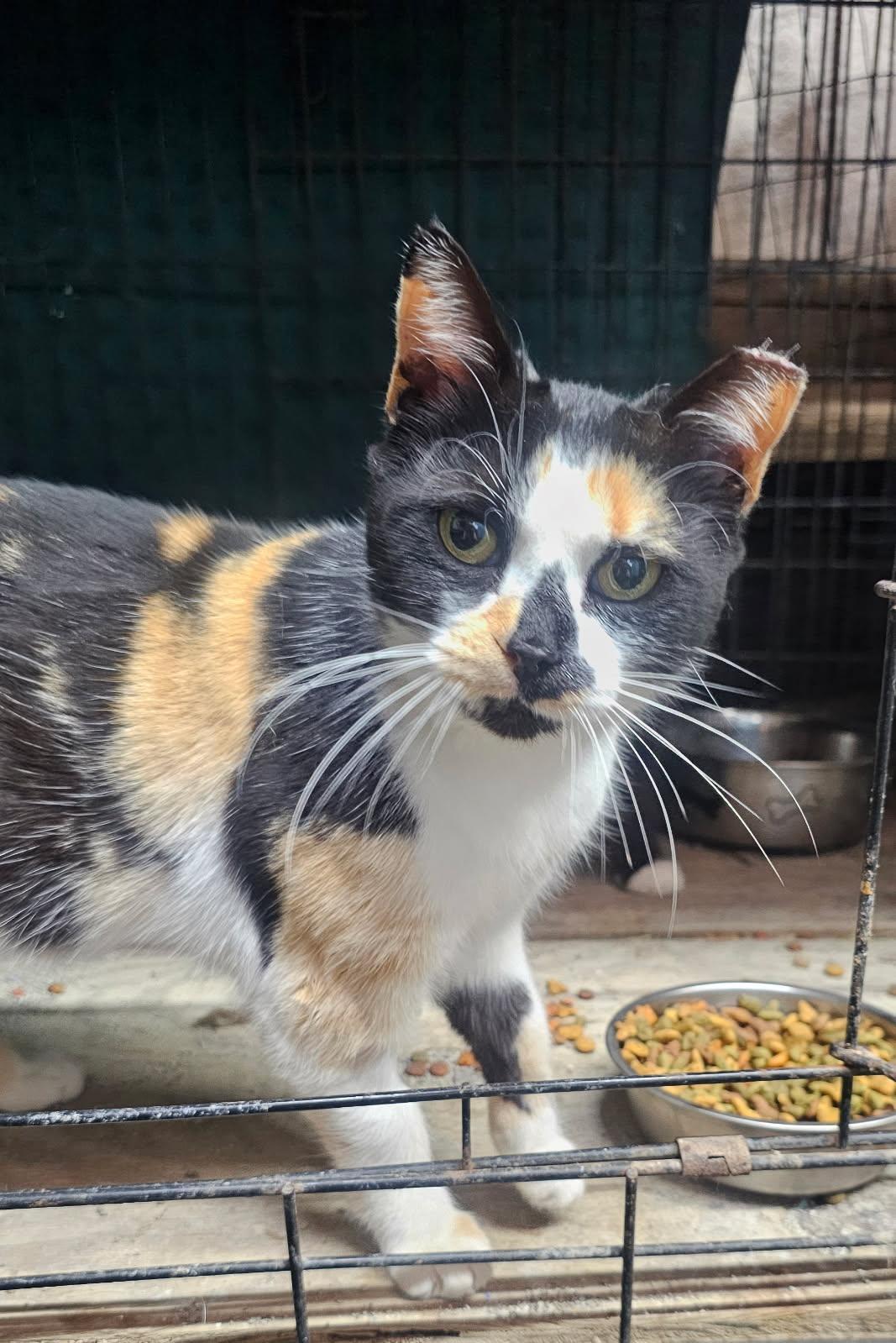 Ellie- Located in Spruce Pine, NC