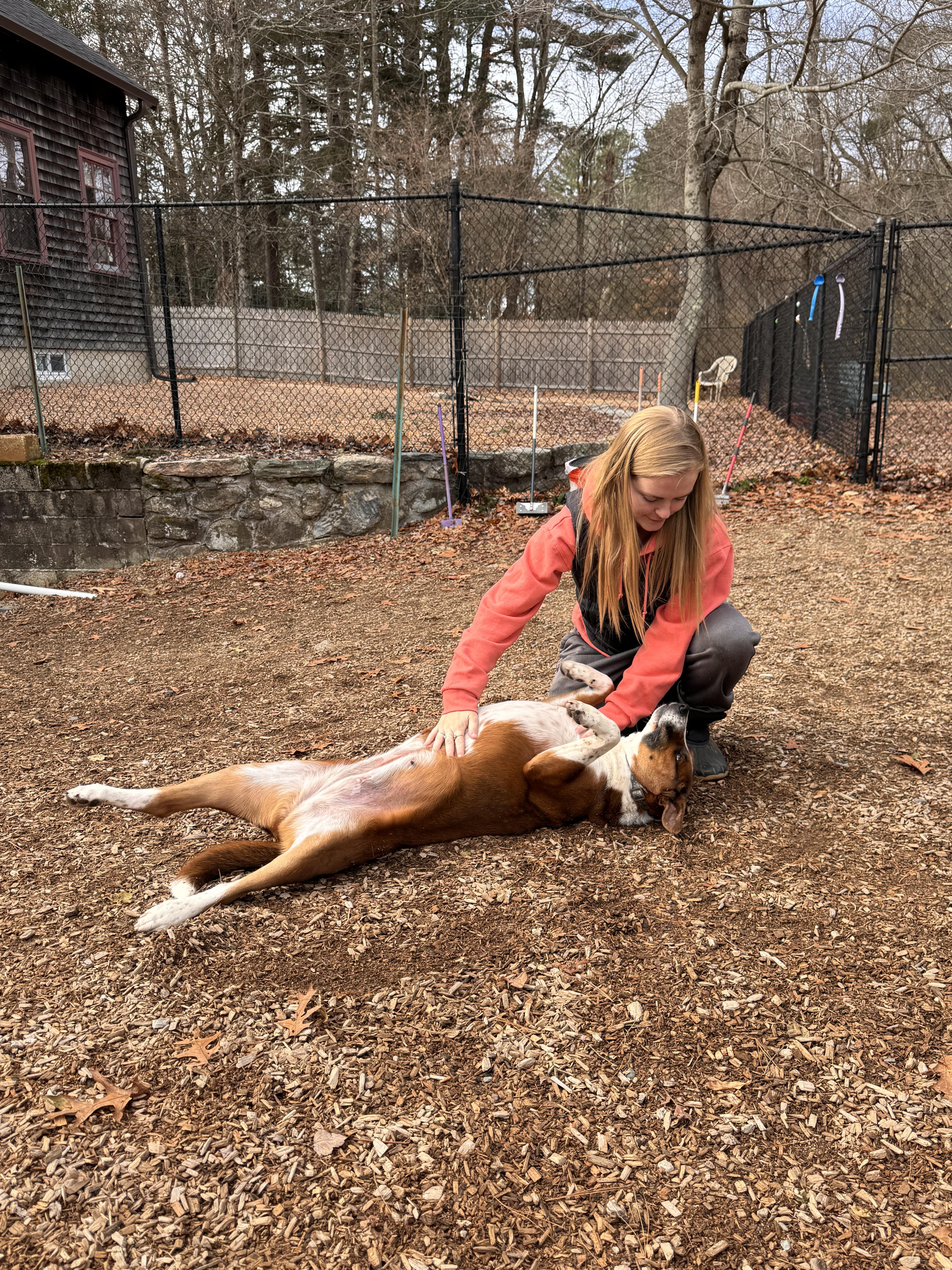 Enlarge Louise, a Adoptable mixed breed in Sudbury, MA image 4/5