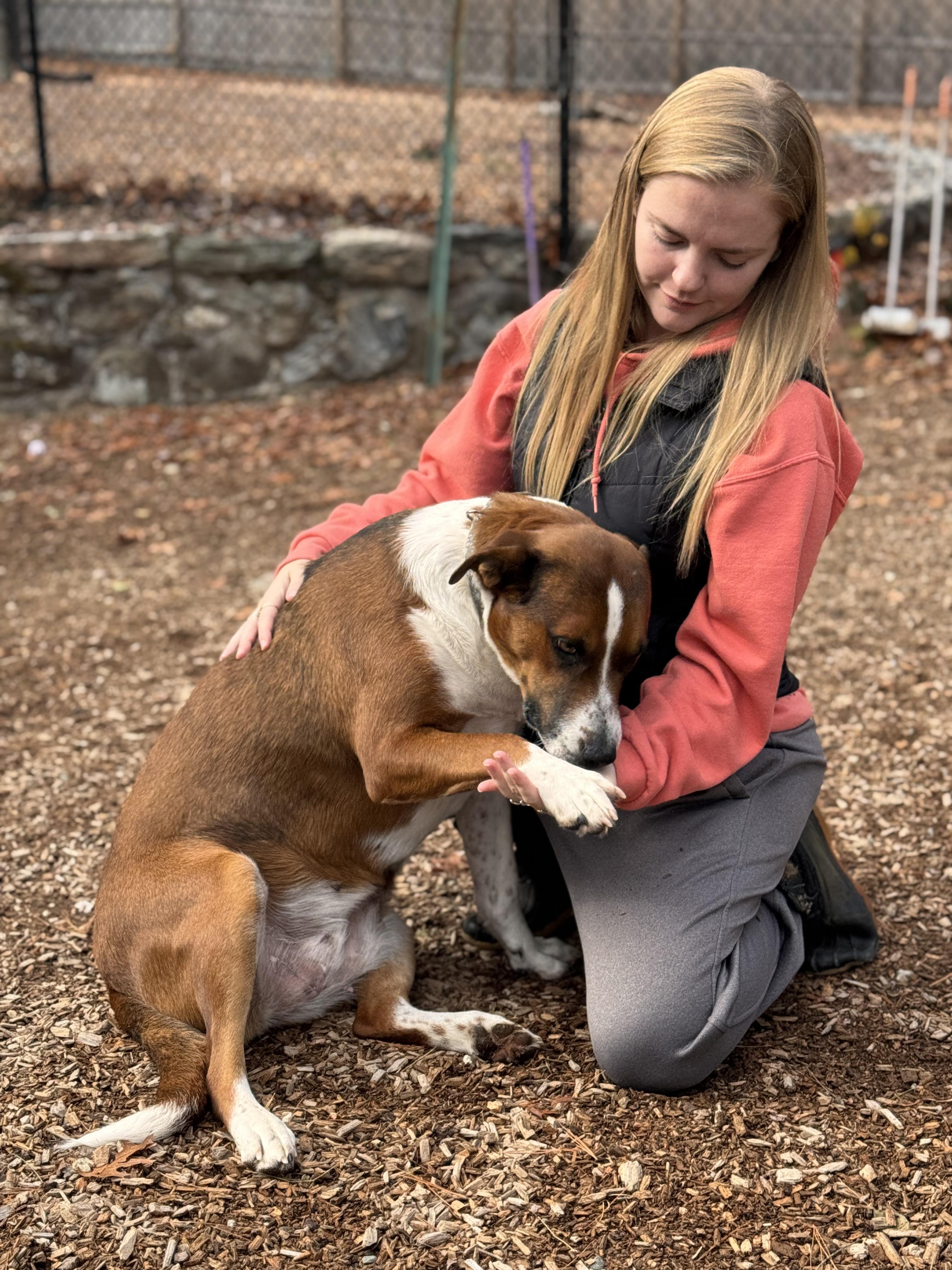 Enlarge Louise, a Adoptable mixed breed in Sudbury, MA image 5/5