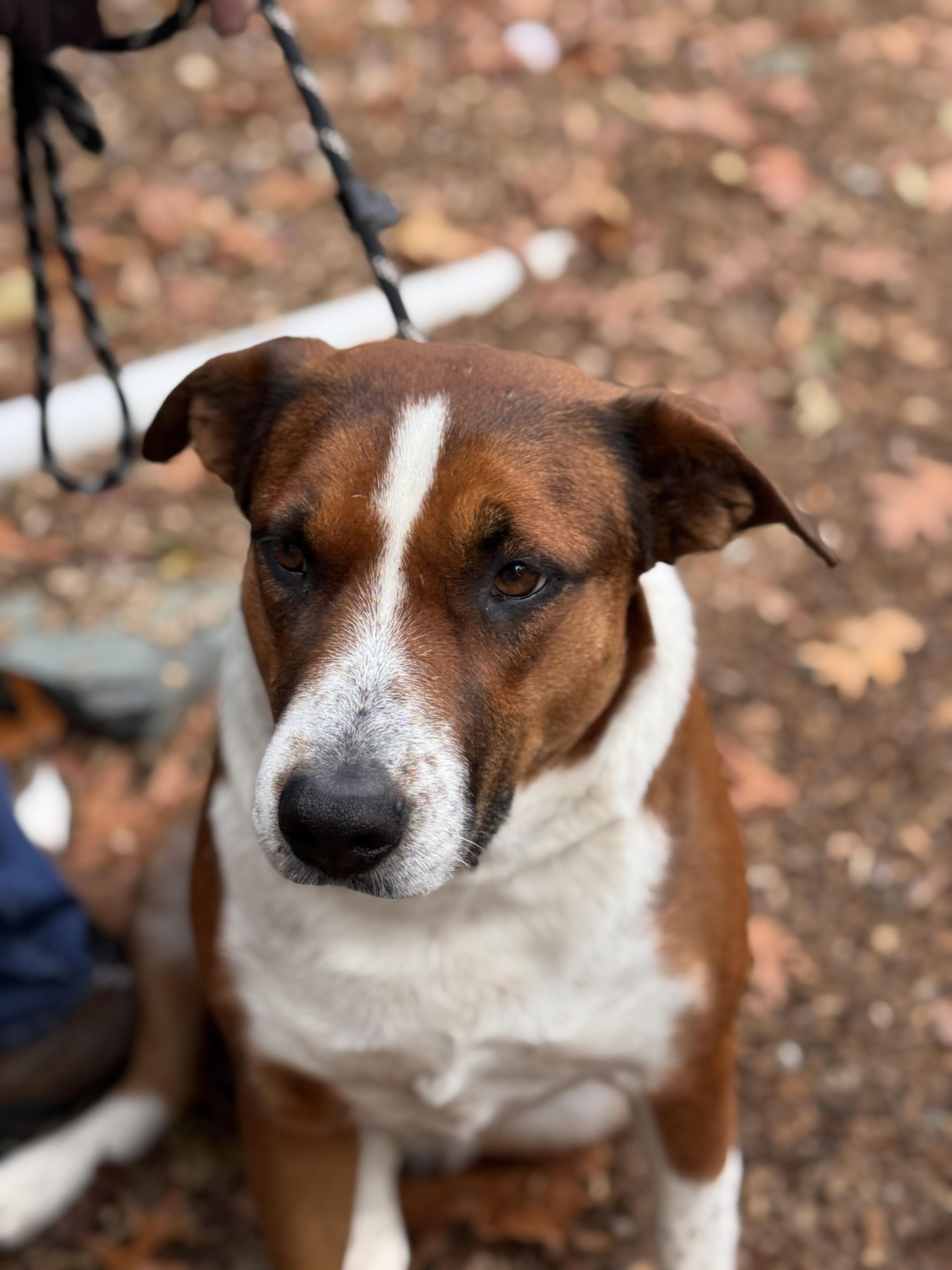 Enlarge Louise, a Adoptable mixed breed in Sudbury, MA image 1/5