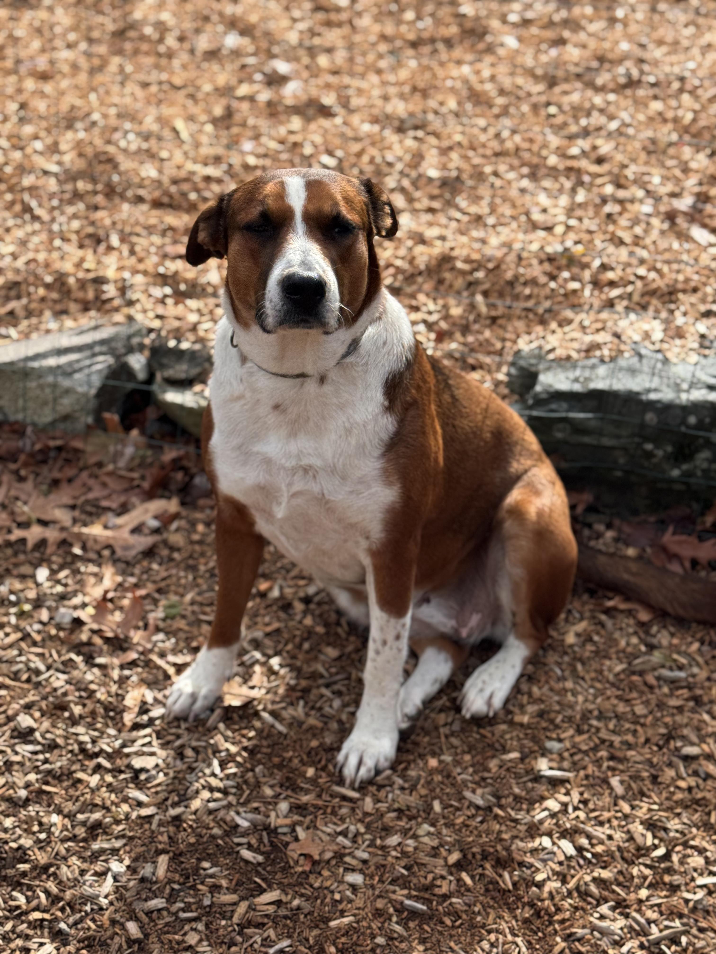 Enlarge Louise, a Adoptable mixed breed in Sudbury, MA image 3/5