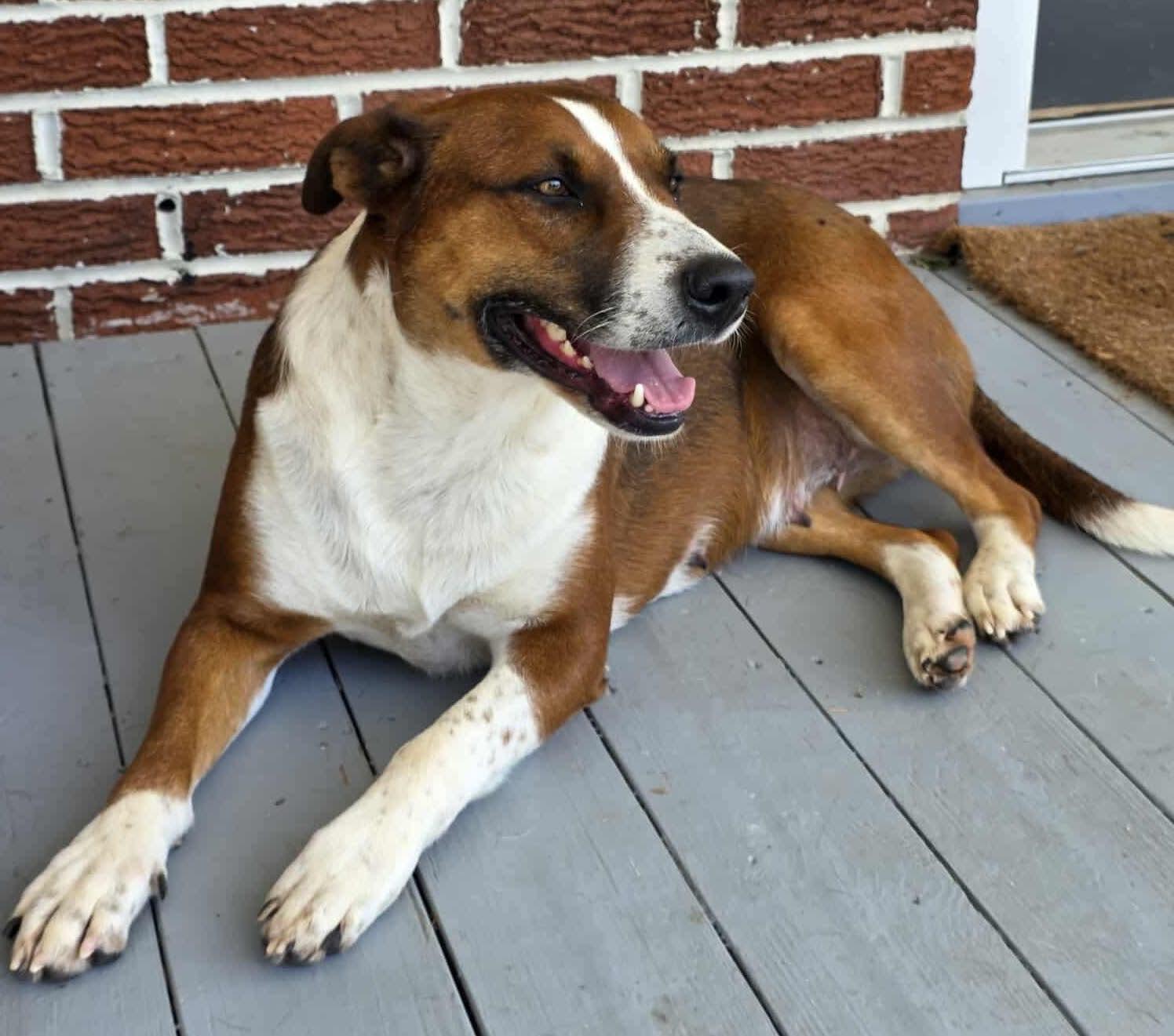 Enlarge Louise, a Adoptable mixed breed in Sudbury, MA image 2/5