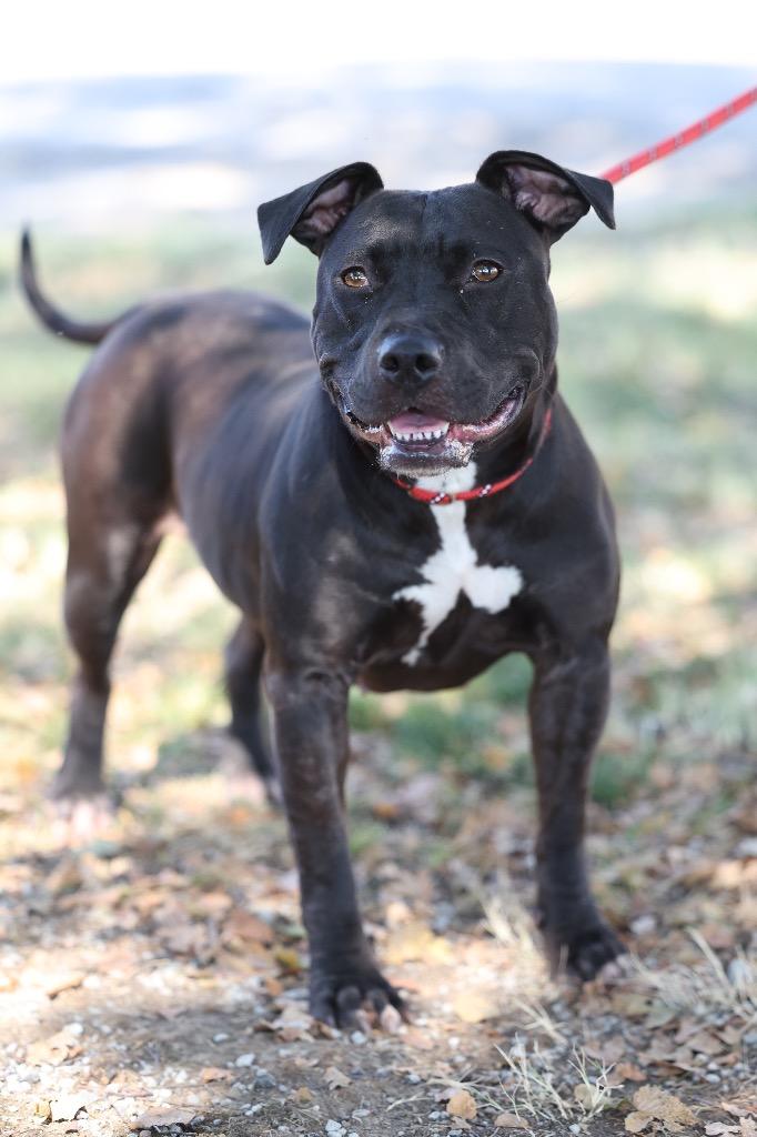 Ellie Mae, Adoptable, Adult Female Mixed Breed.