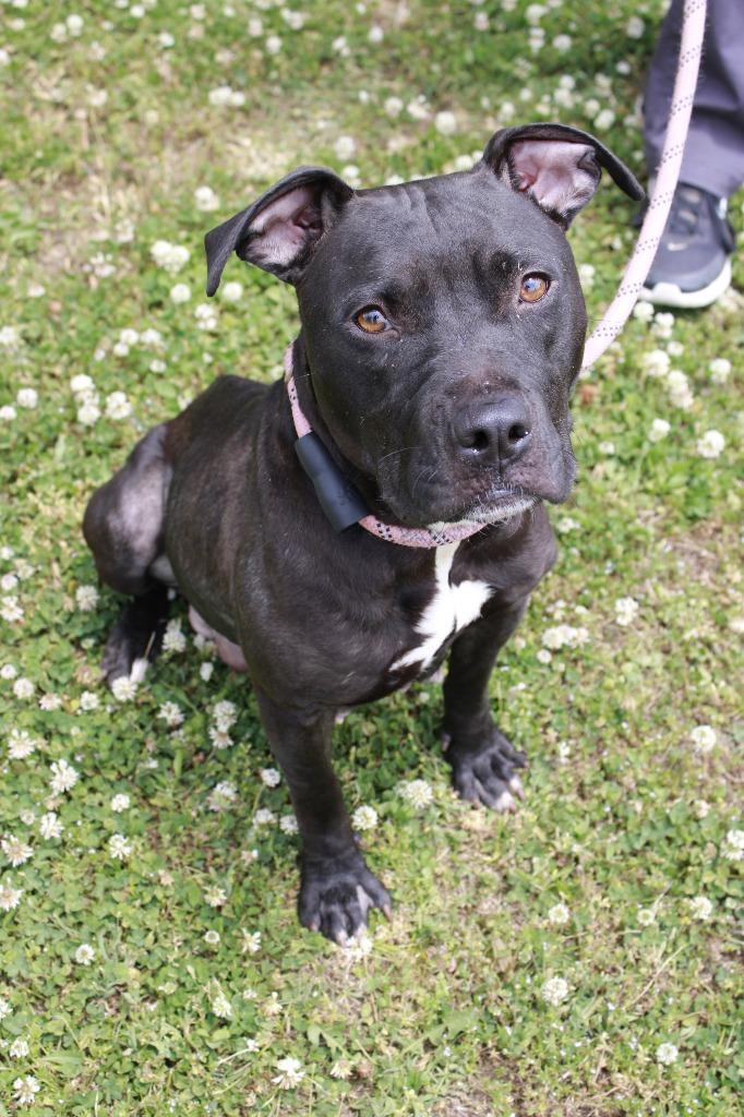 Enlarge Ellie Mae, a Adoptable mixed breed in Dyersburg, TN image 1/1