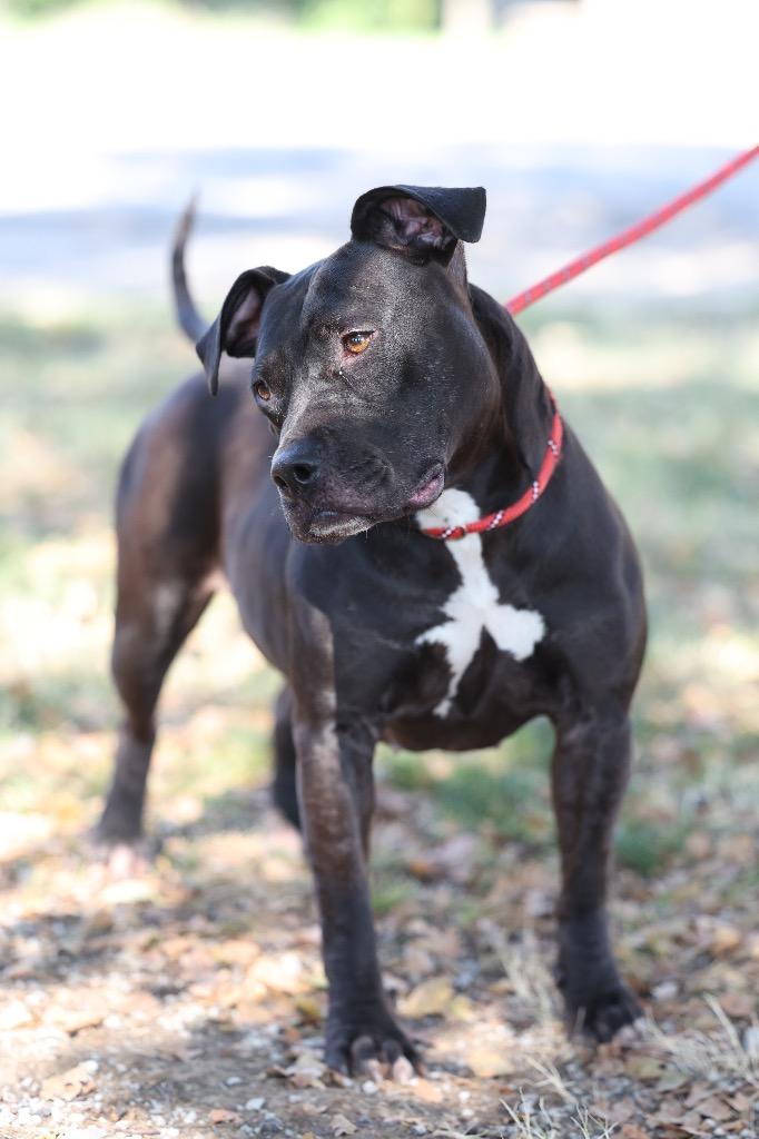 Enlarge Ellie Mae, a Adoptable mixed breed in Dyersburg, TN image 3/4