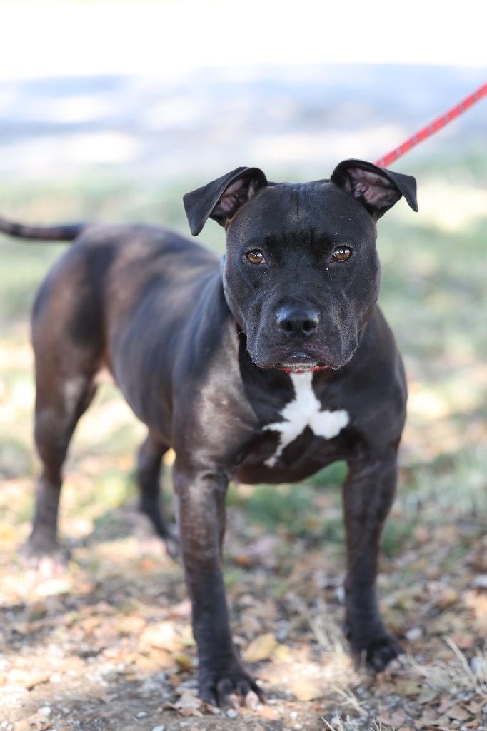 Enlarge Ellie Mae, a Adoptable mixed breed in Dyersburg, TN image 4/4