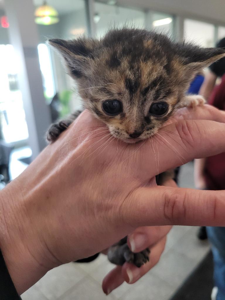 Windmill, Adoptable, Kitten Female Domestic Short Hair.