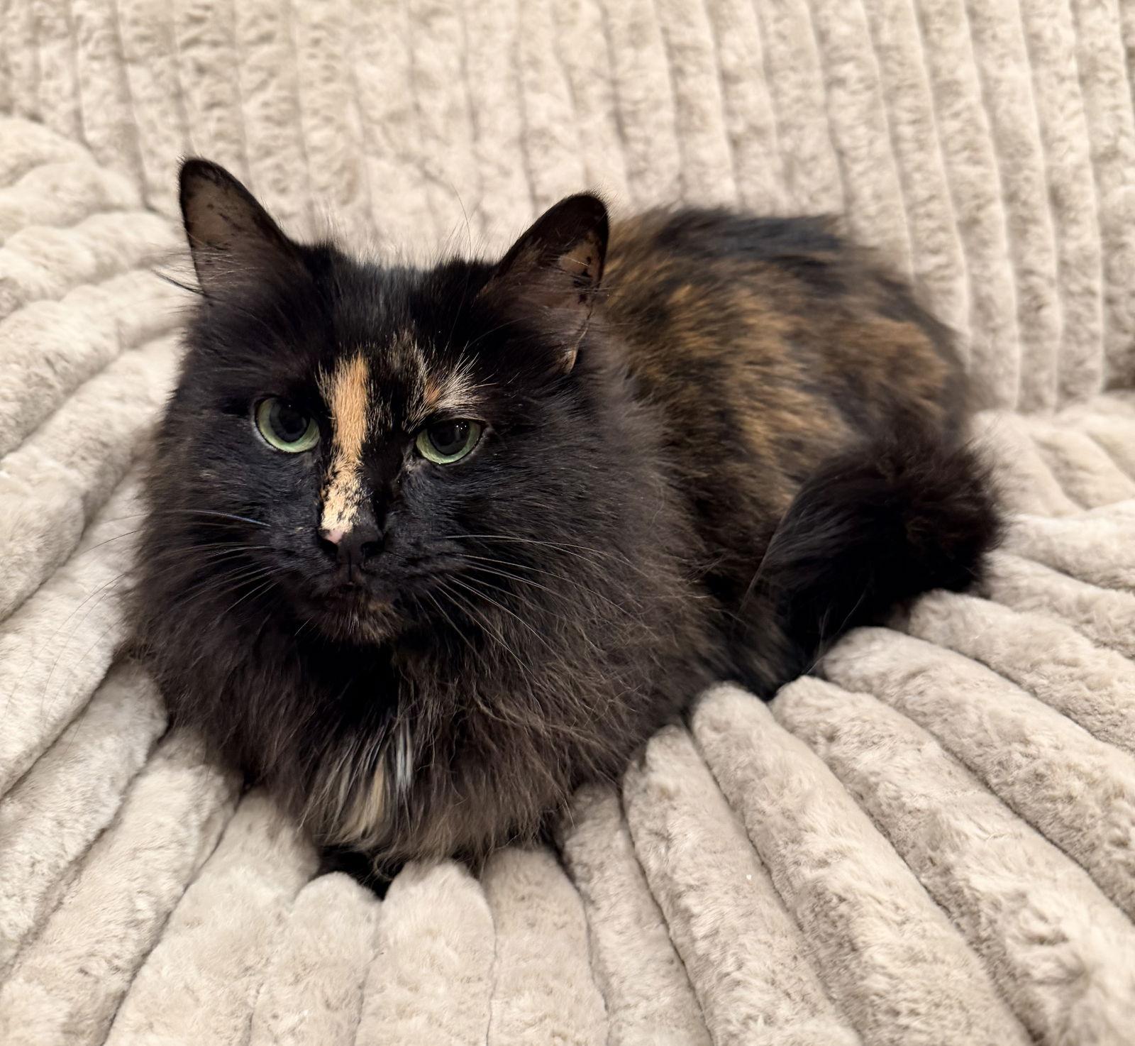 Adeline, Adopted, Adult Female Domestic Medium Hair & Calico.