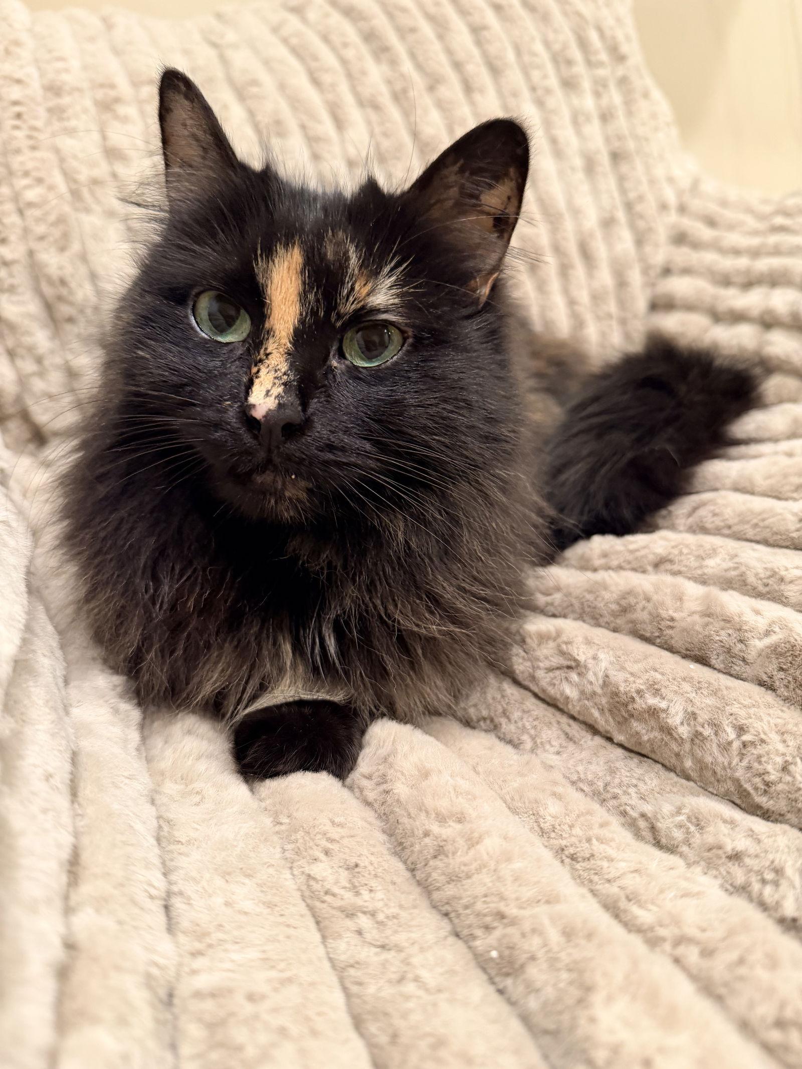 Enlarge Adeline, a Adopted mixed breed in Buford, GA image 2/3