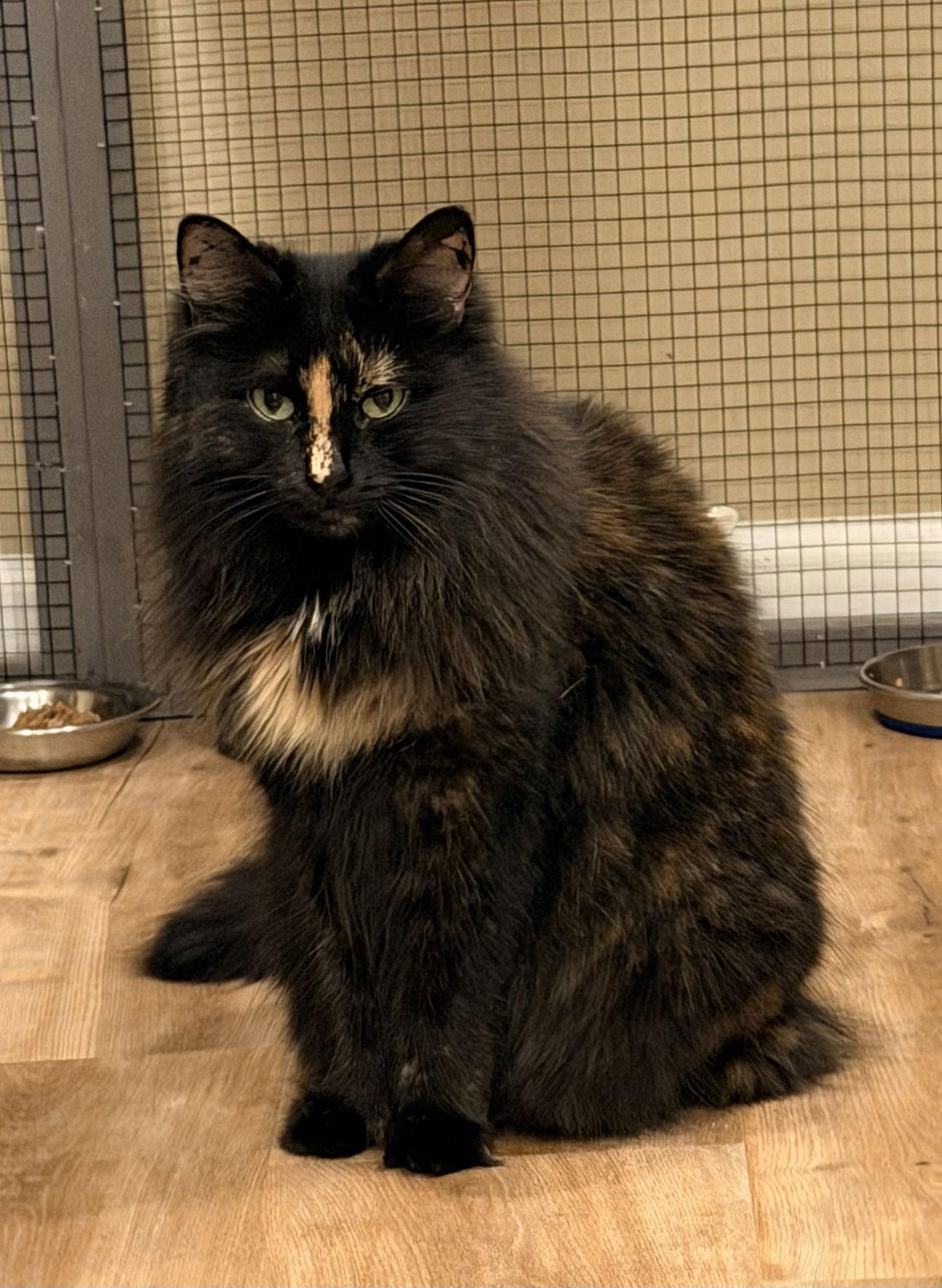 Enlarge Adeline, a Adopted mixed breed in Buford, GA image 3/3