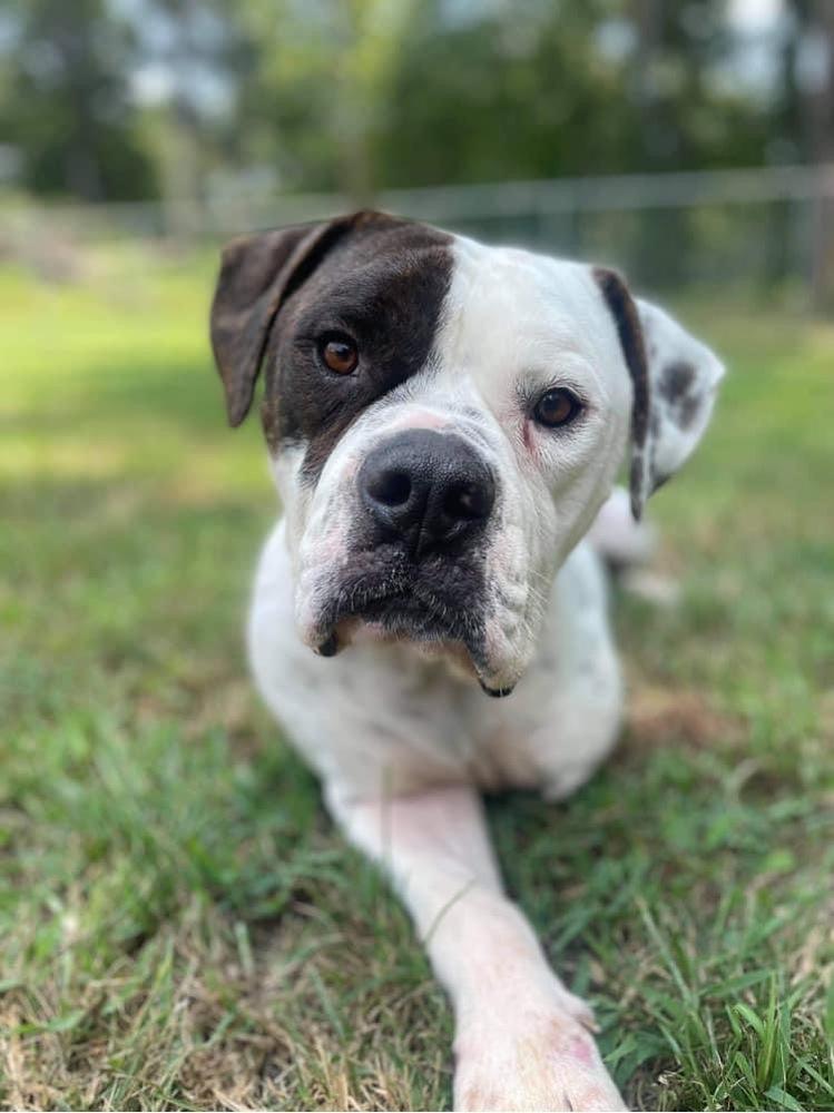 Chief, Adopted, Adult Male American Bulldog.