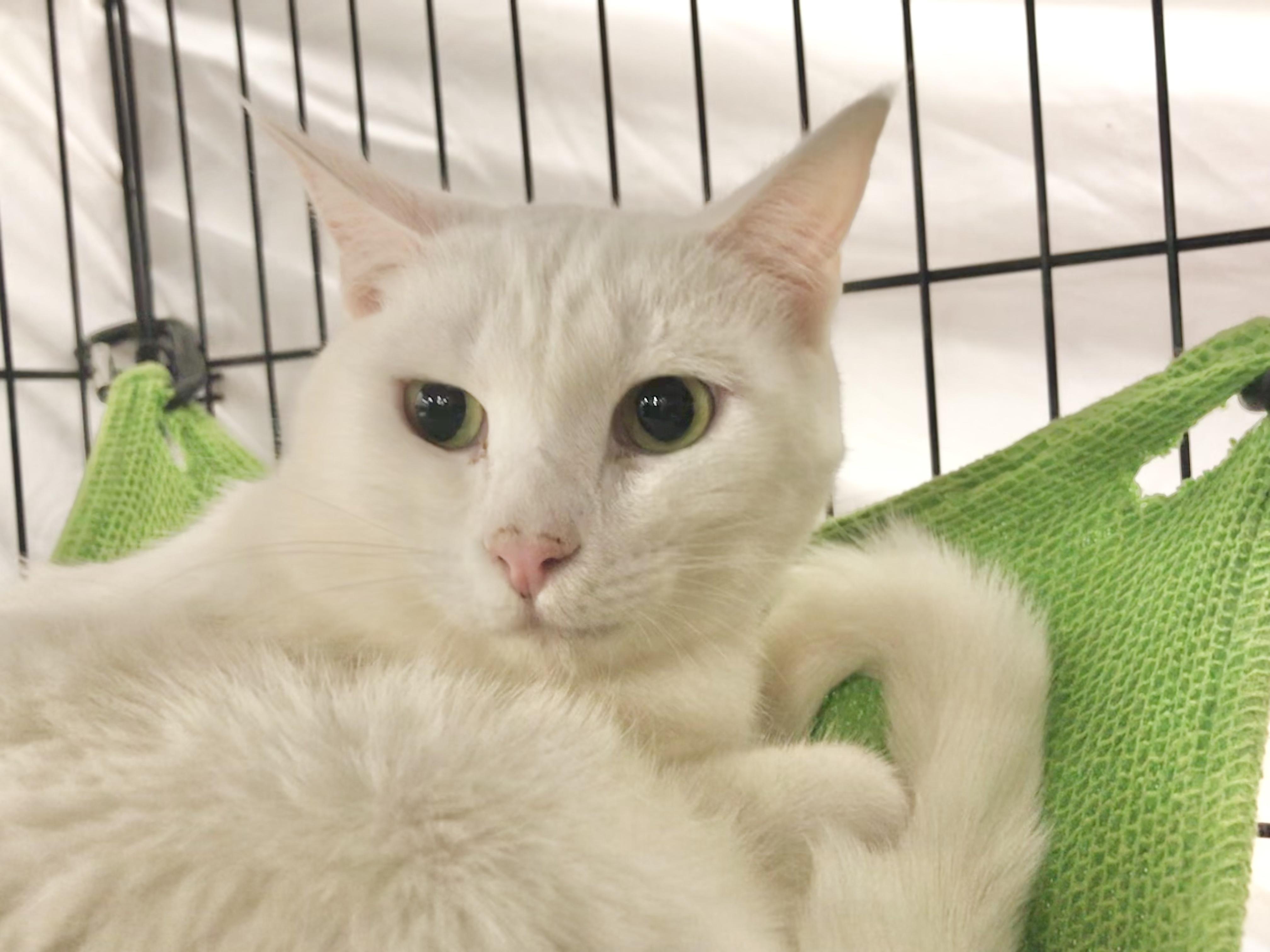 Lightning & Mochi, a Adoptable American Shorthair in Vallejo, CA image 2/5