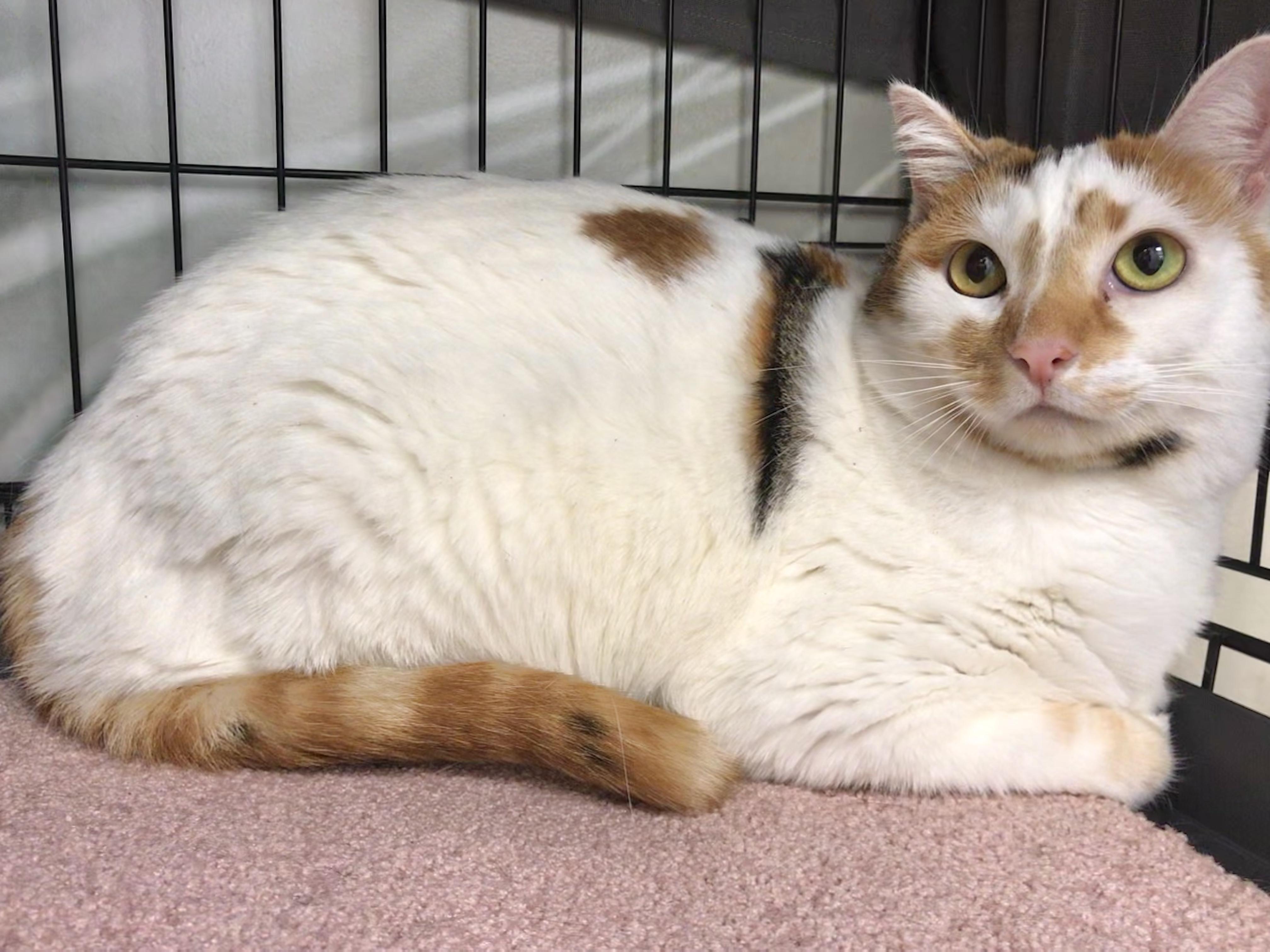 Lightning & Mochi, a Adoptable American Shorthair in Vallejo, CA image 4/5