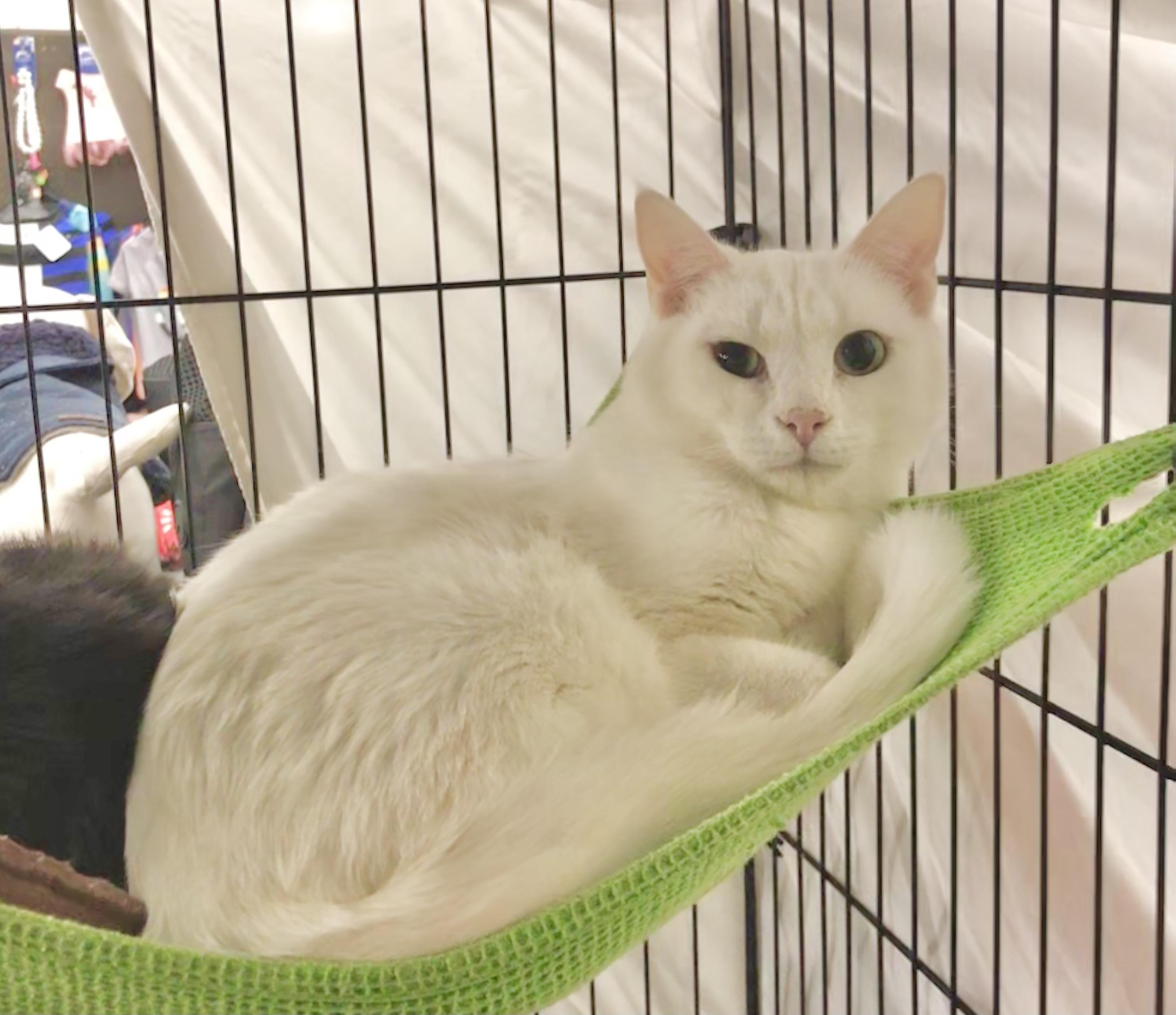 Lightning & Mochi, Adult Female American Shorthair