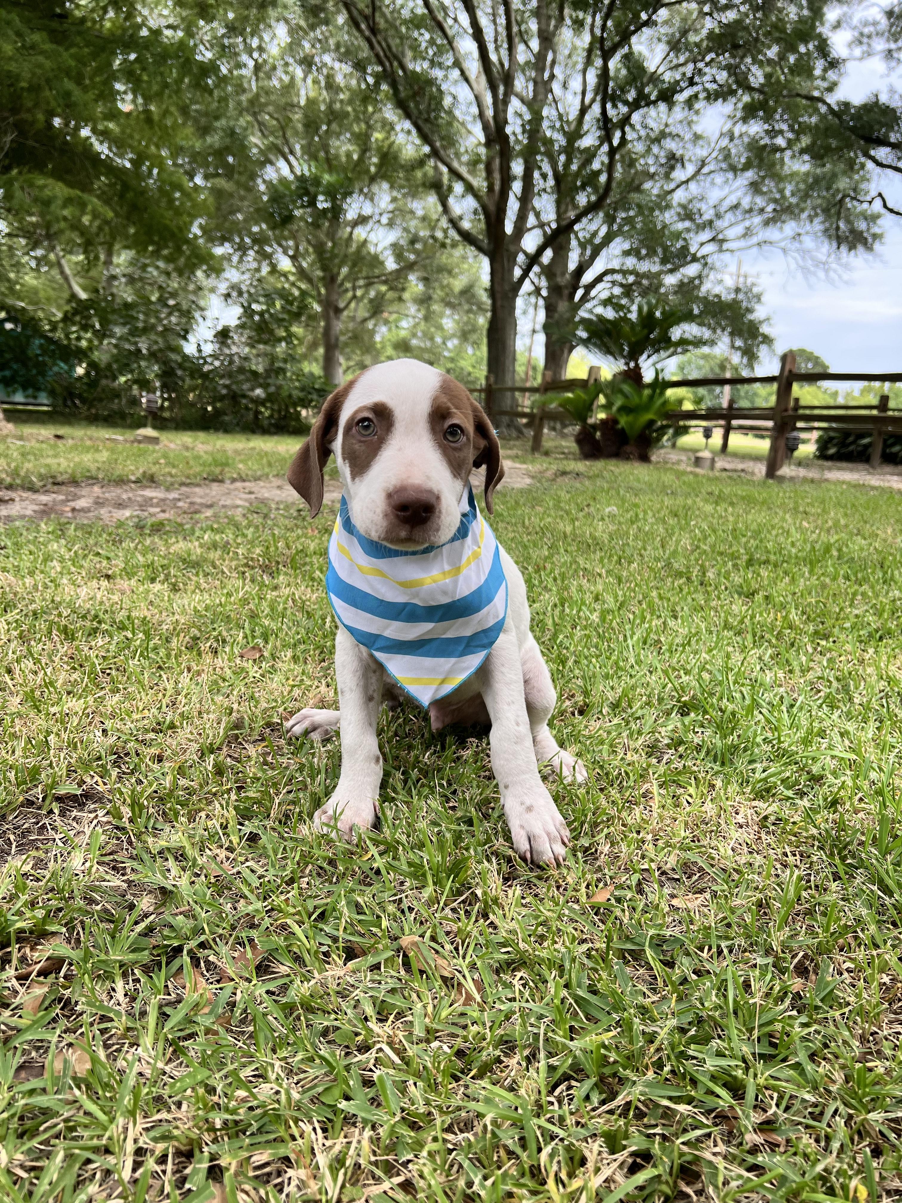 Opal, Young Male Shepherd