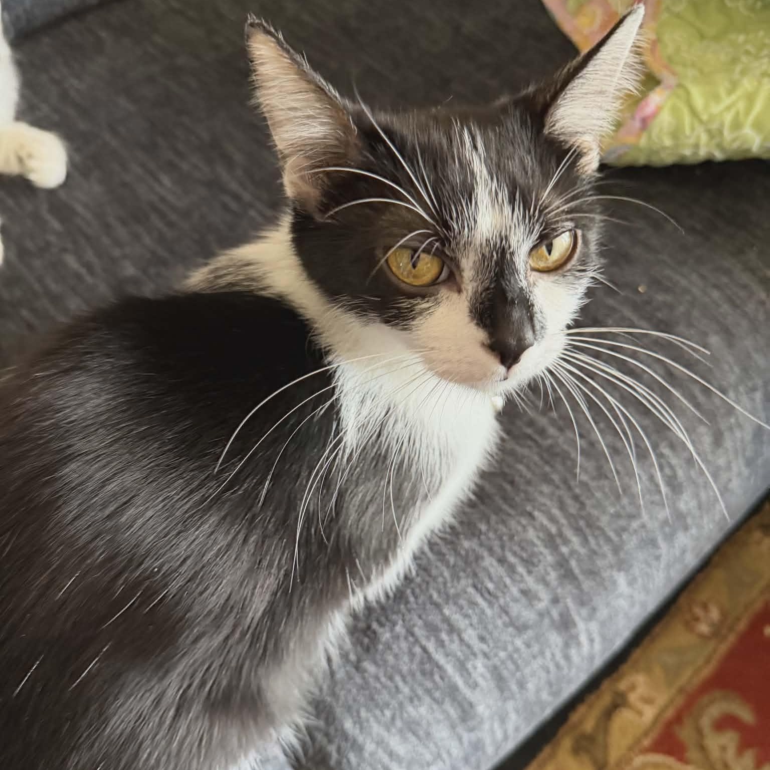 Enlarge Kiki, a ADOPTABLE Domestic Medium Hair in Lancaster, KY image 1/1
