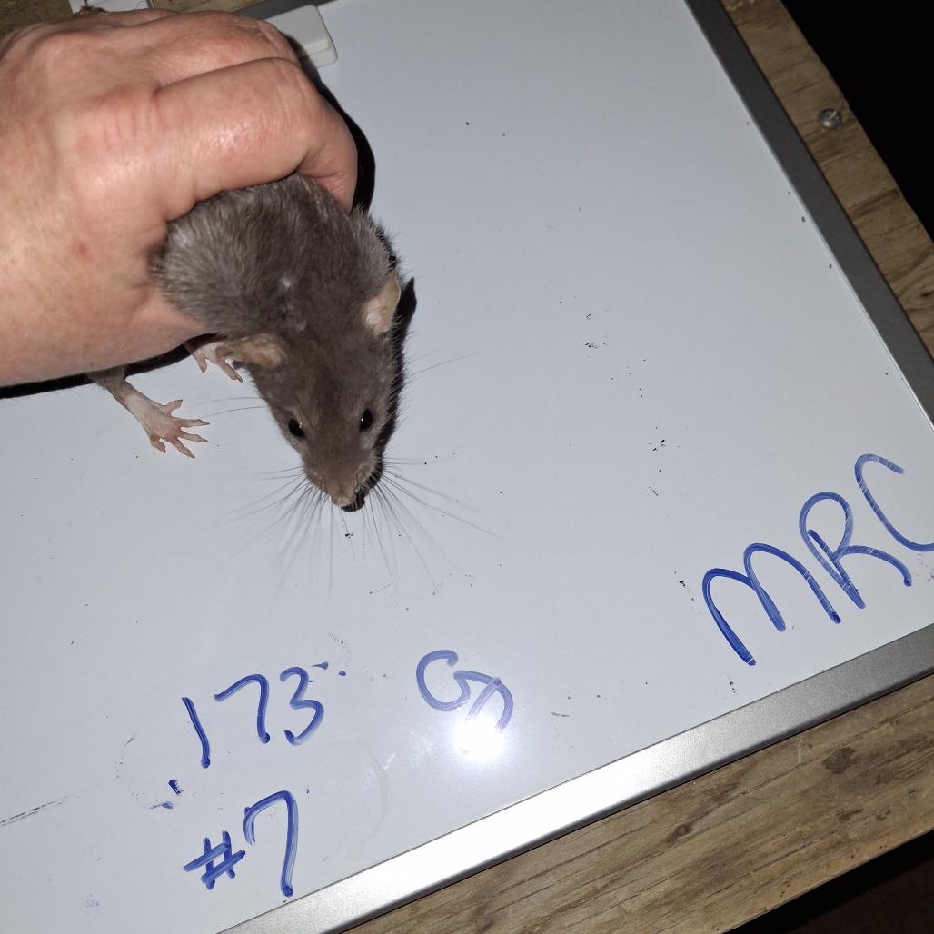 MRC-Stray-1_7, Adoptable, Young Female Rat.
