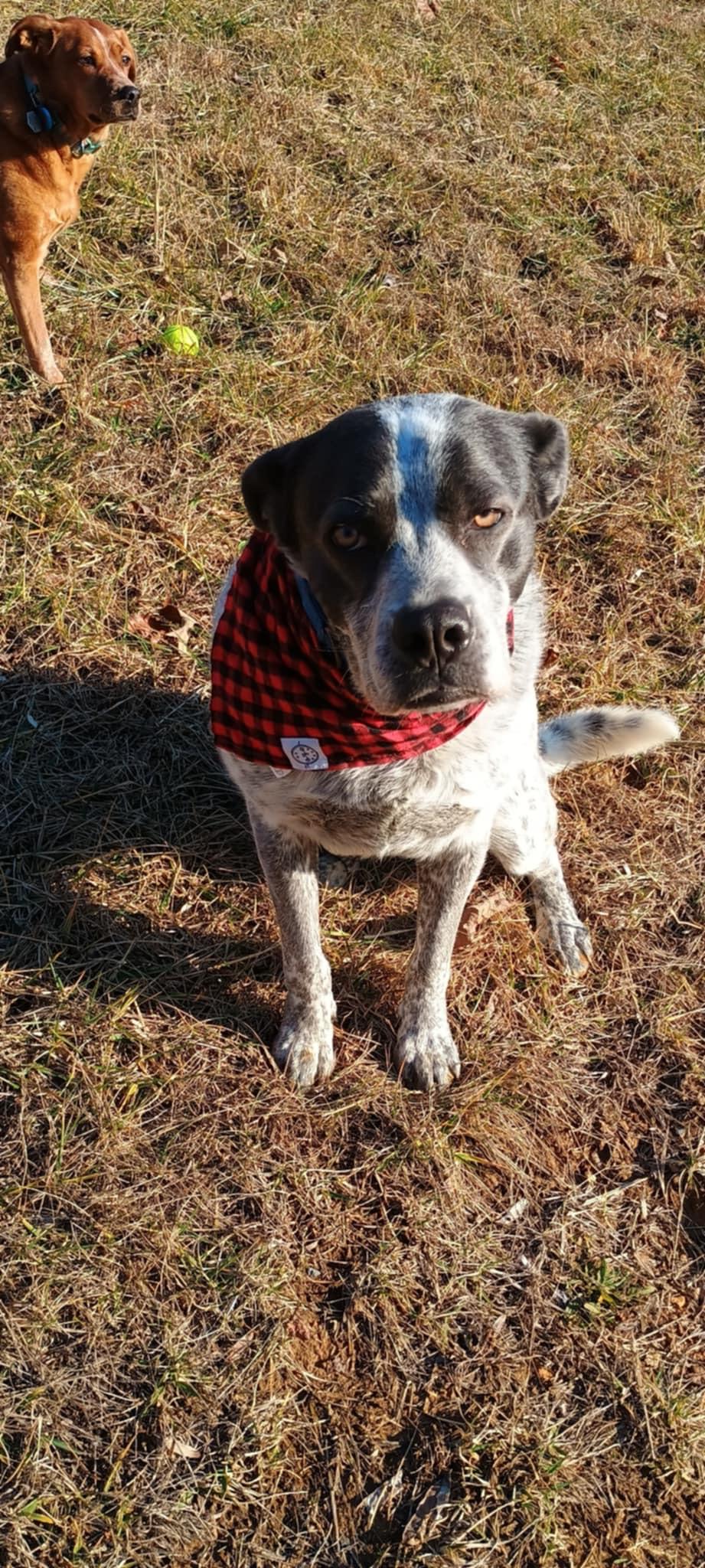 Maggie, Adoptable, Adult Female Australian Cattle Dog / Blue Heeler.
