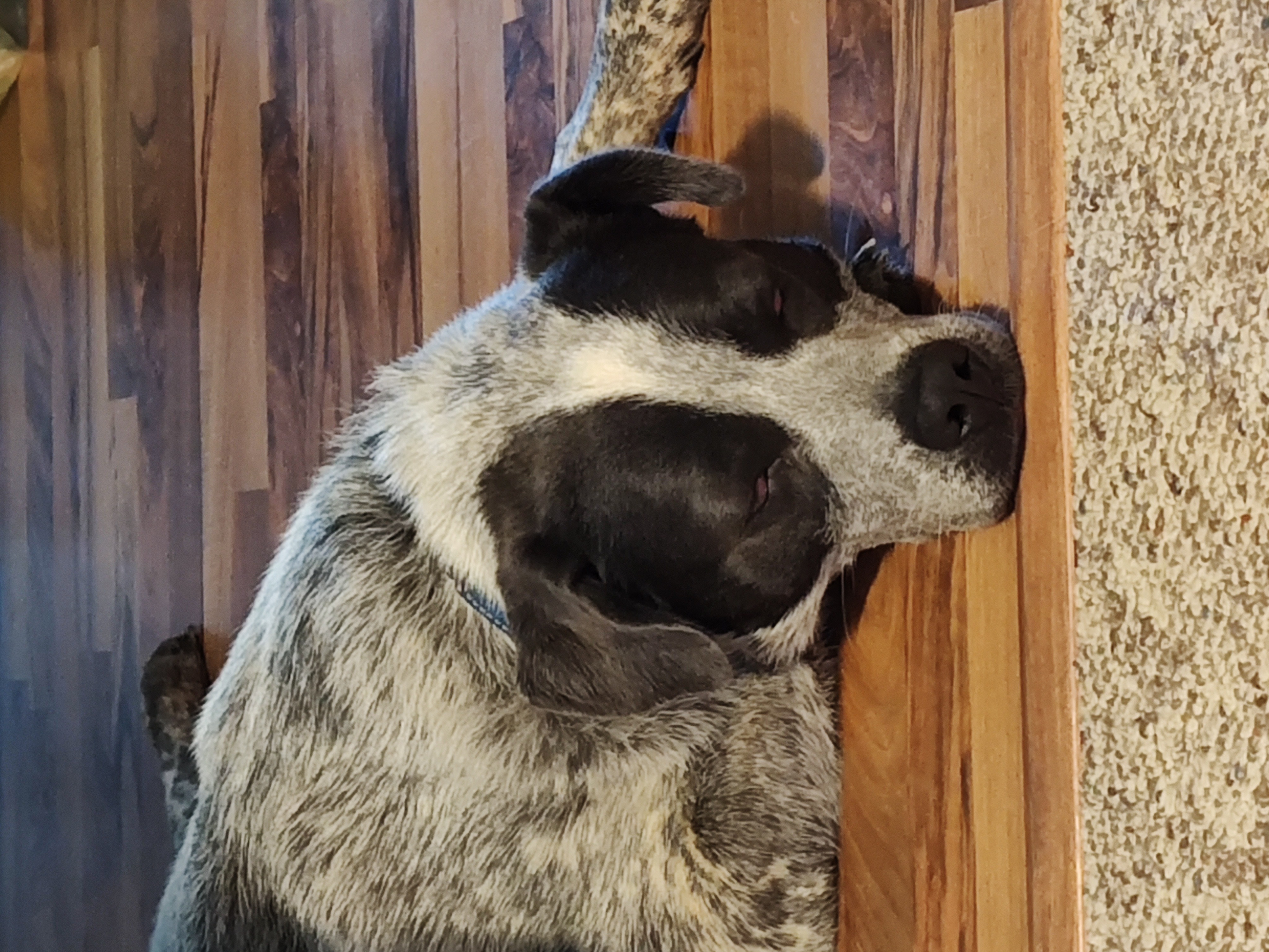 Maggie photo 2