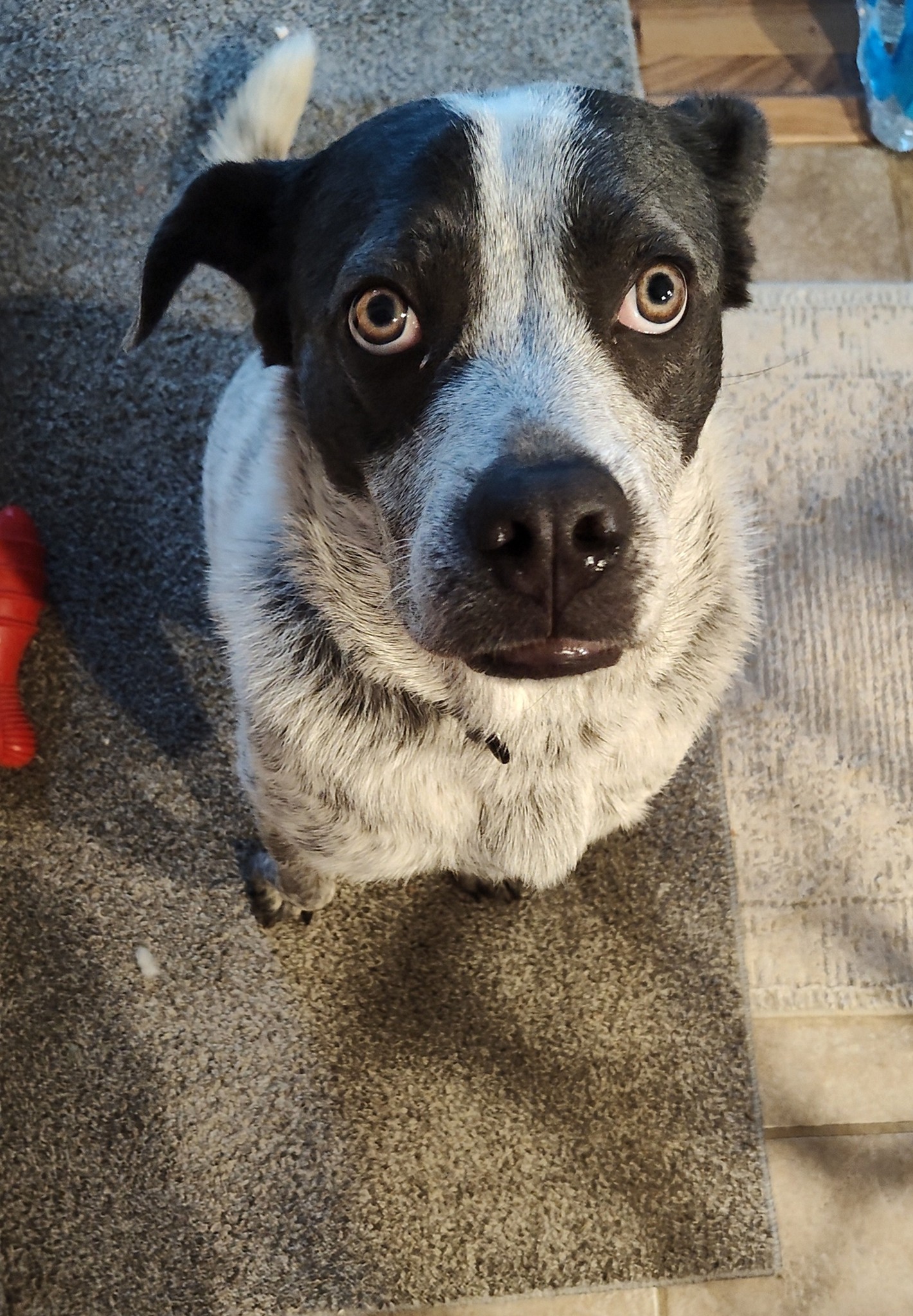 Maggie, a Adoptable Australian Cattle Dog / Blue Heeler in Buchanan, VA image 1/3