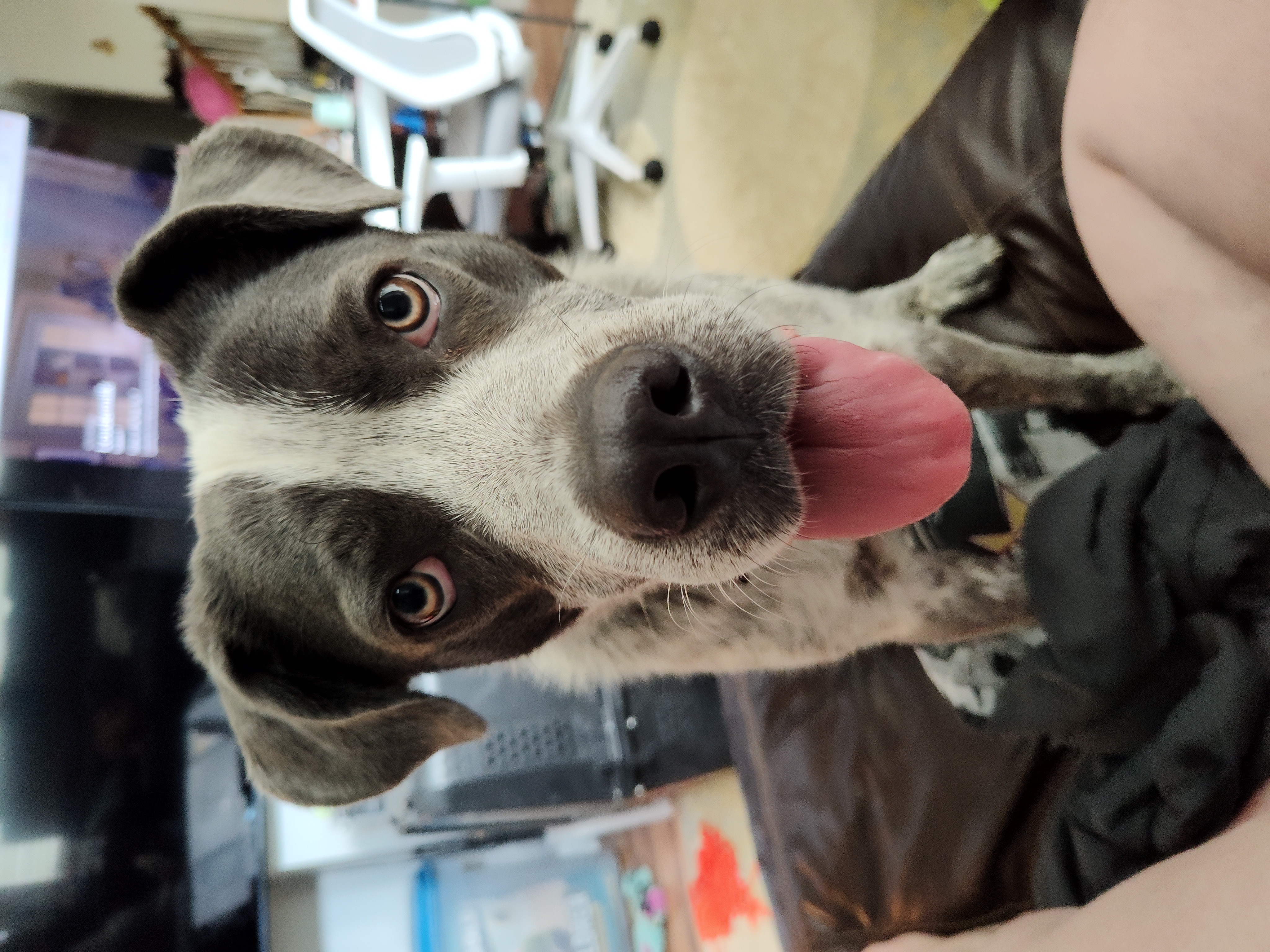 Maggie, a Adoptable Australian Cattle Dog / Blue Heeler in Buchanan, VA image 3/3