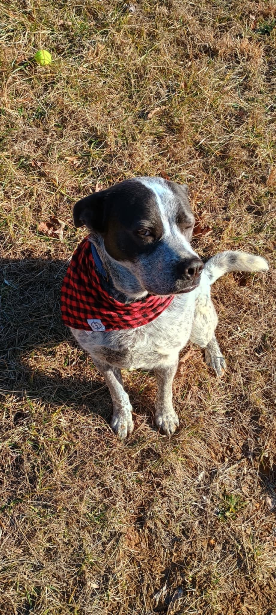 Maggie, a Adoptable Australian Cattle Dog / Blue Heeler in Manassas, VA image 3/4