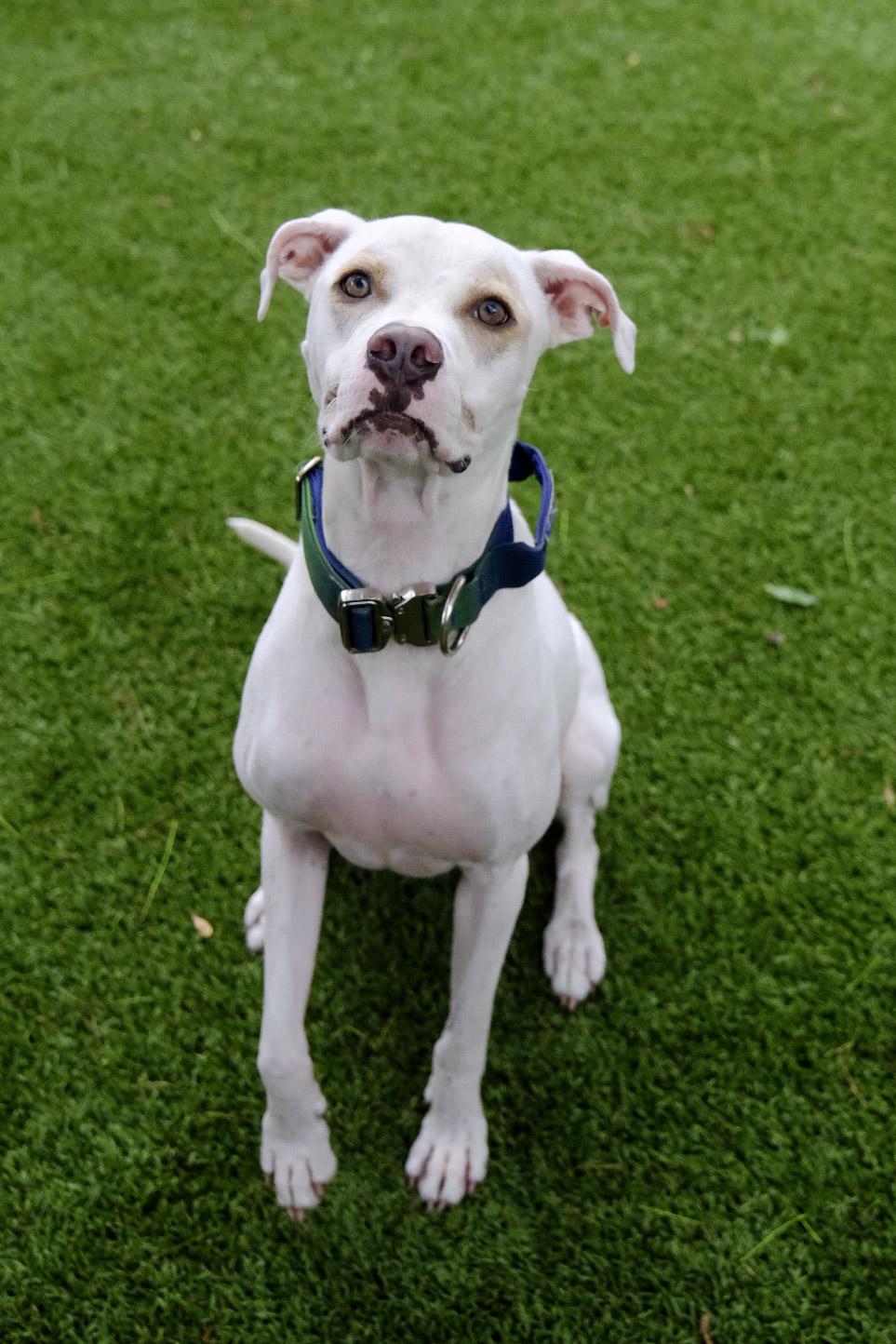 Jax 9856 , a ADOPTABLE Mixed Breed in Boca Raton, FL image 2/4