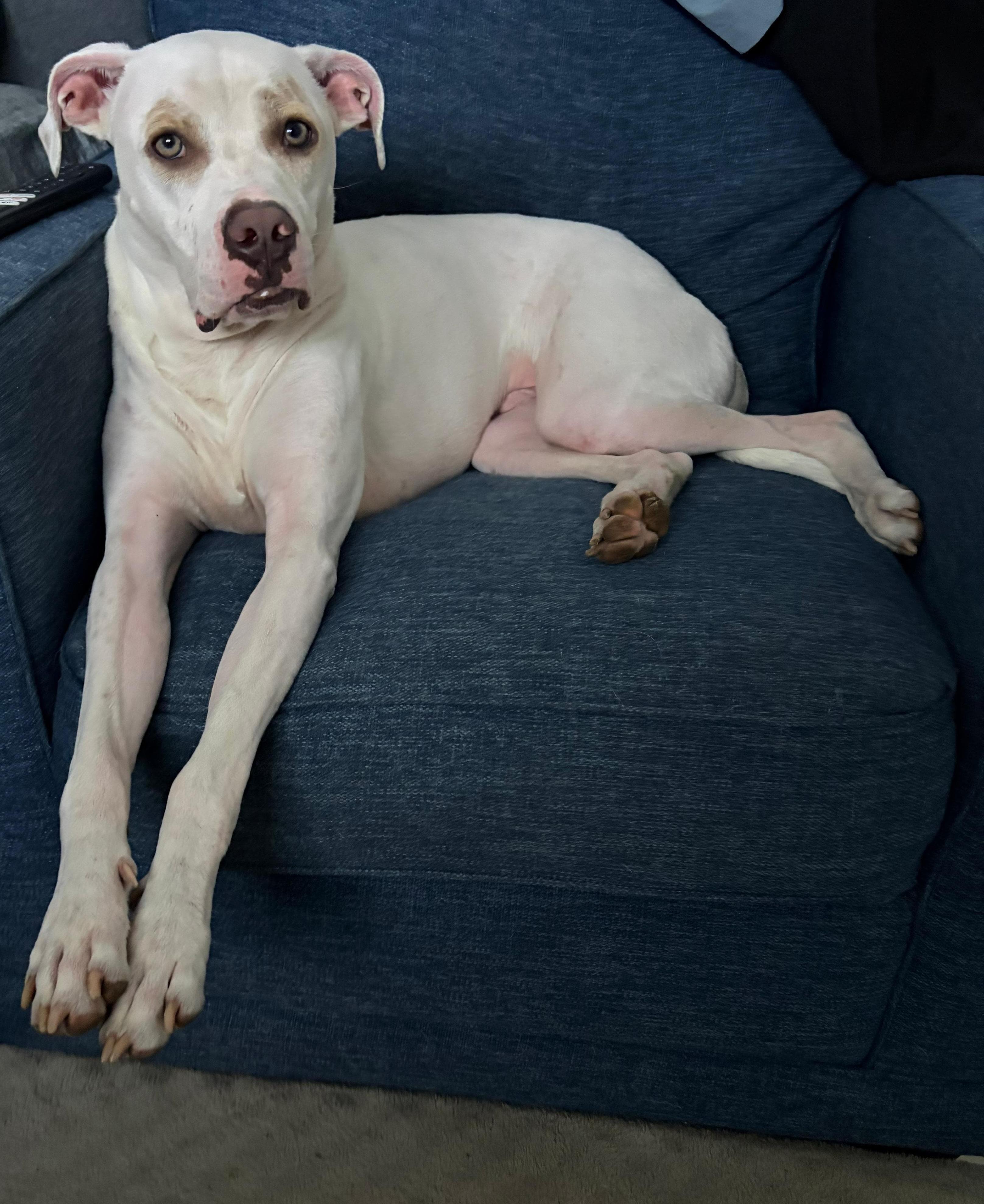 Enlarge Jax 9856 , a ADOPTABLE Mixed Breed in Boca Raton, FL image 1/2