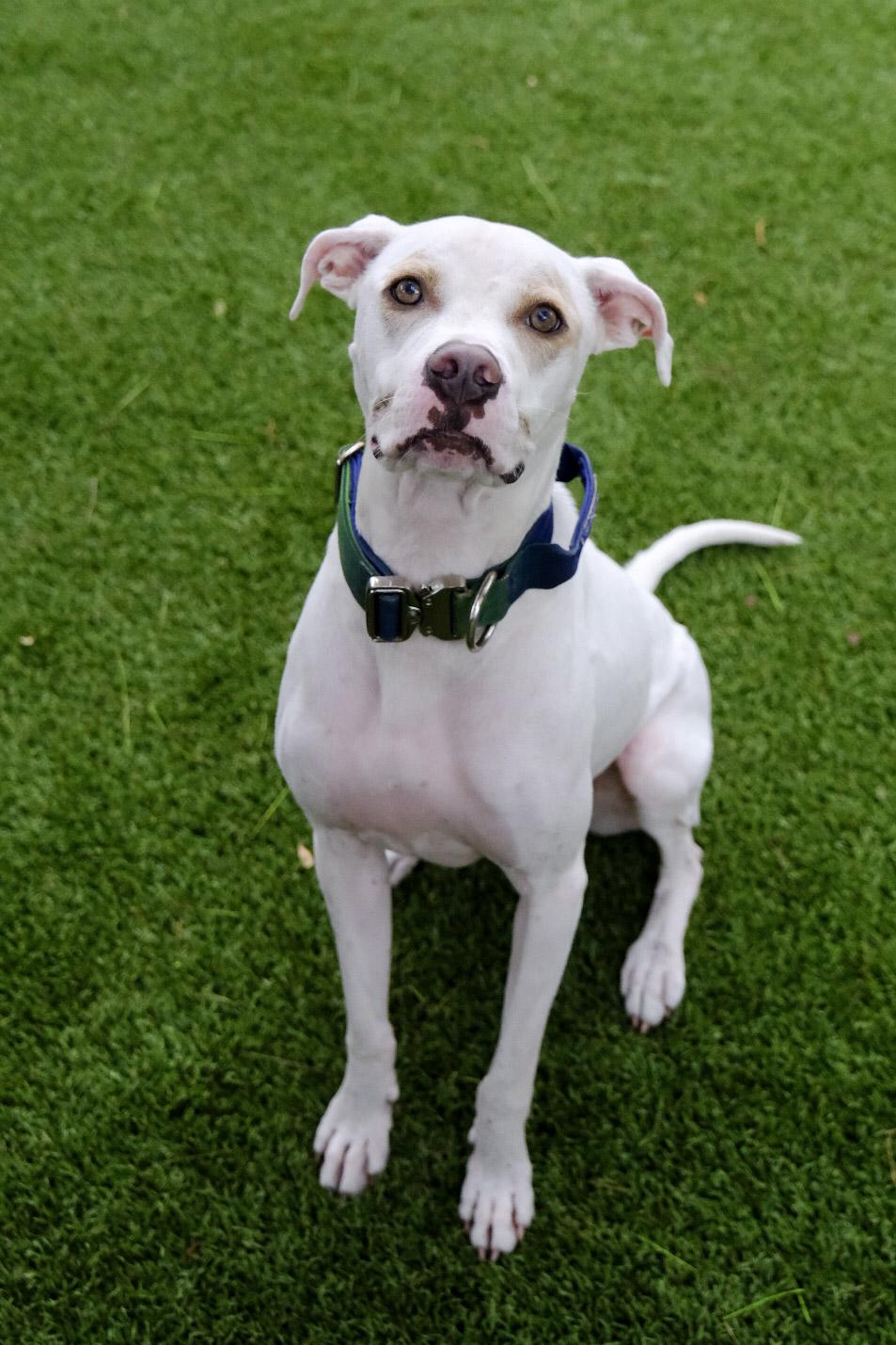 Jax 9856 , a ADOPTABLE Mixed Breed in Boca Raton, FL image 1/4