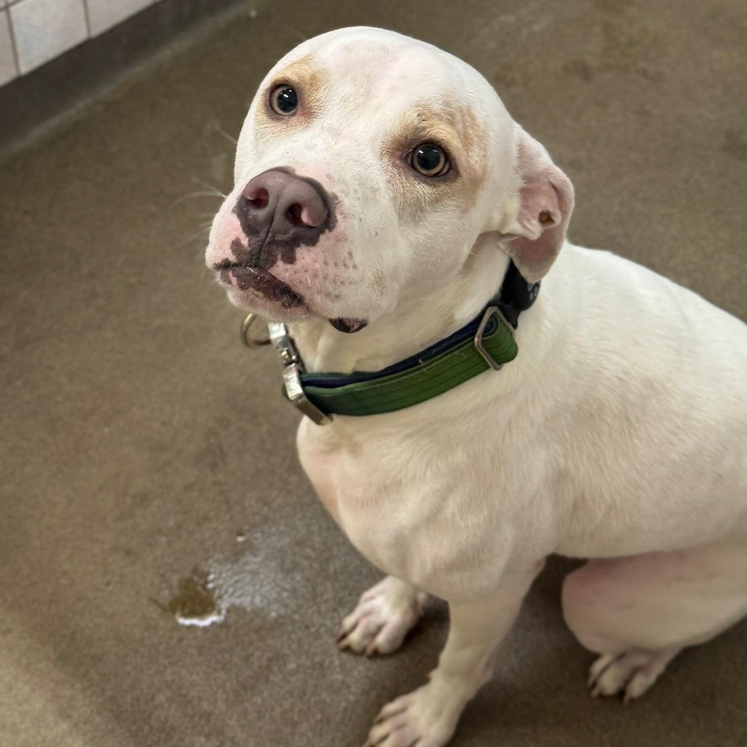 Enlarge Alvin AKA Jacks 9856 , a ADOPTABLE Mixed Breed in Boca Raton, FL image 1/1