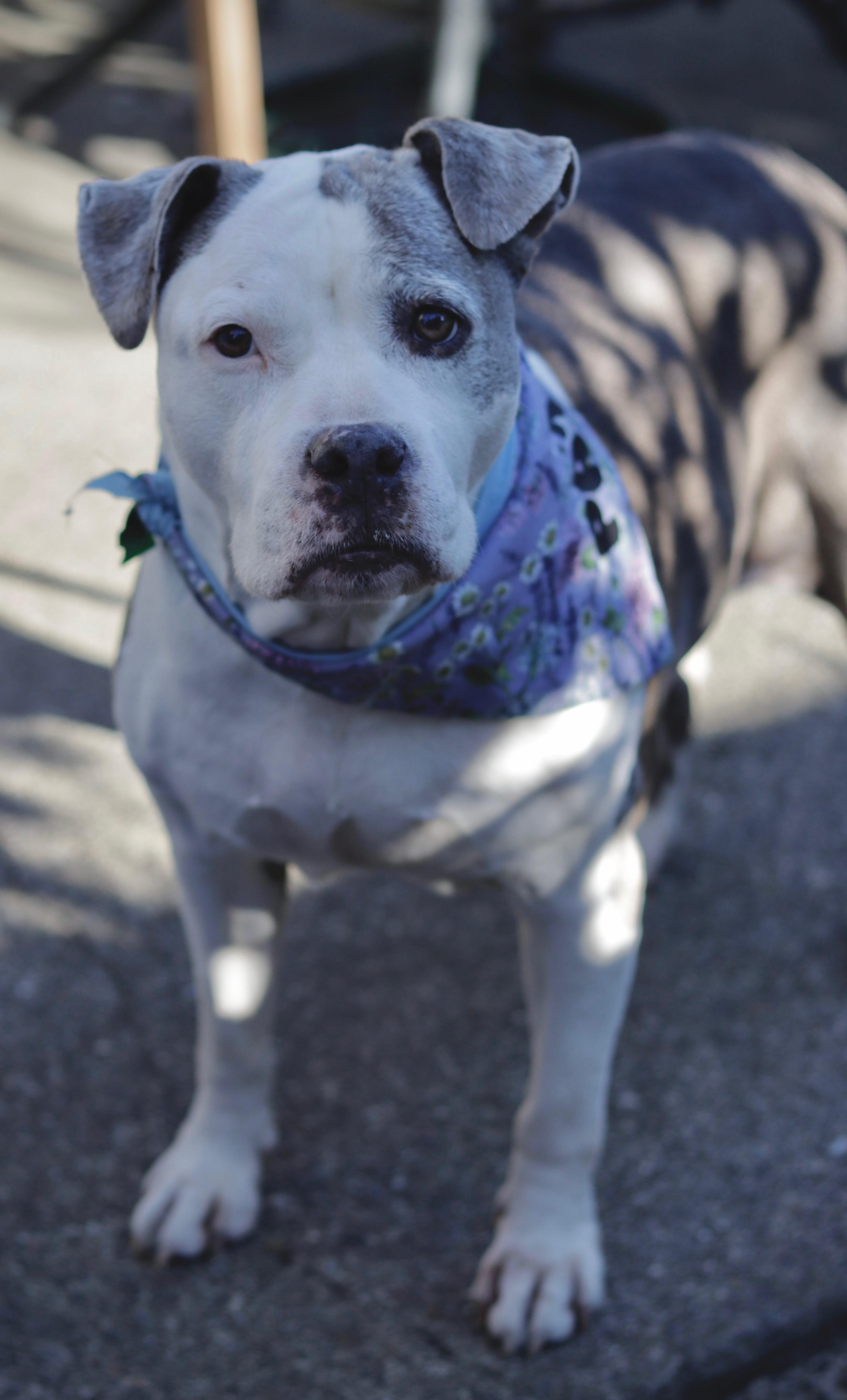 Enlarge Patches, an adopted Pit Bull Terrier in Petaluma, CA image 2/6