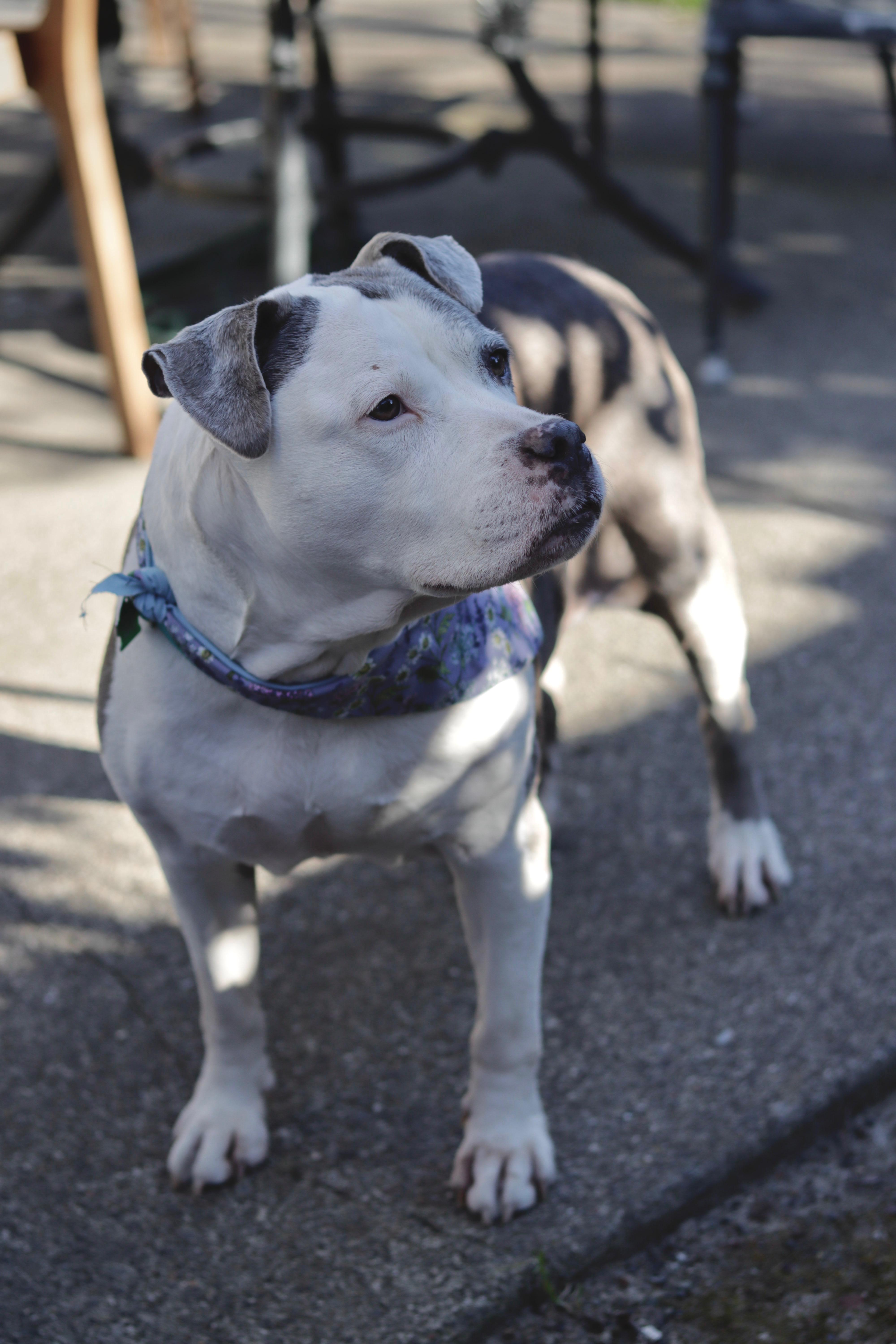 Enlarge Patches, an adopted Pit Bull Terrier in Petaluma, CA image 3/6