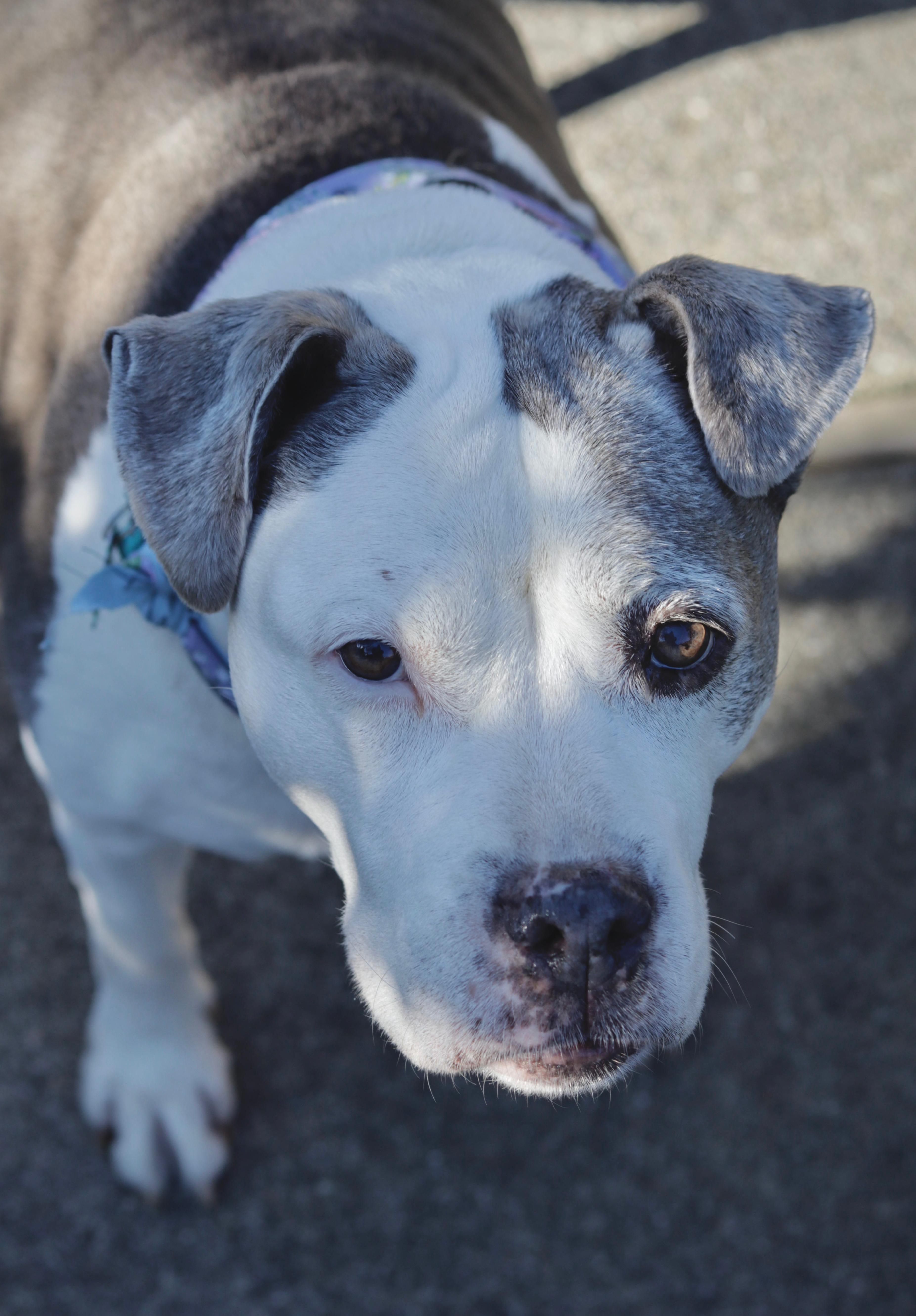 Enlarge Patches, an adopted Pit Bull Terrier in Petaluma, CA image 4/6