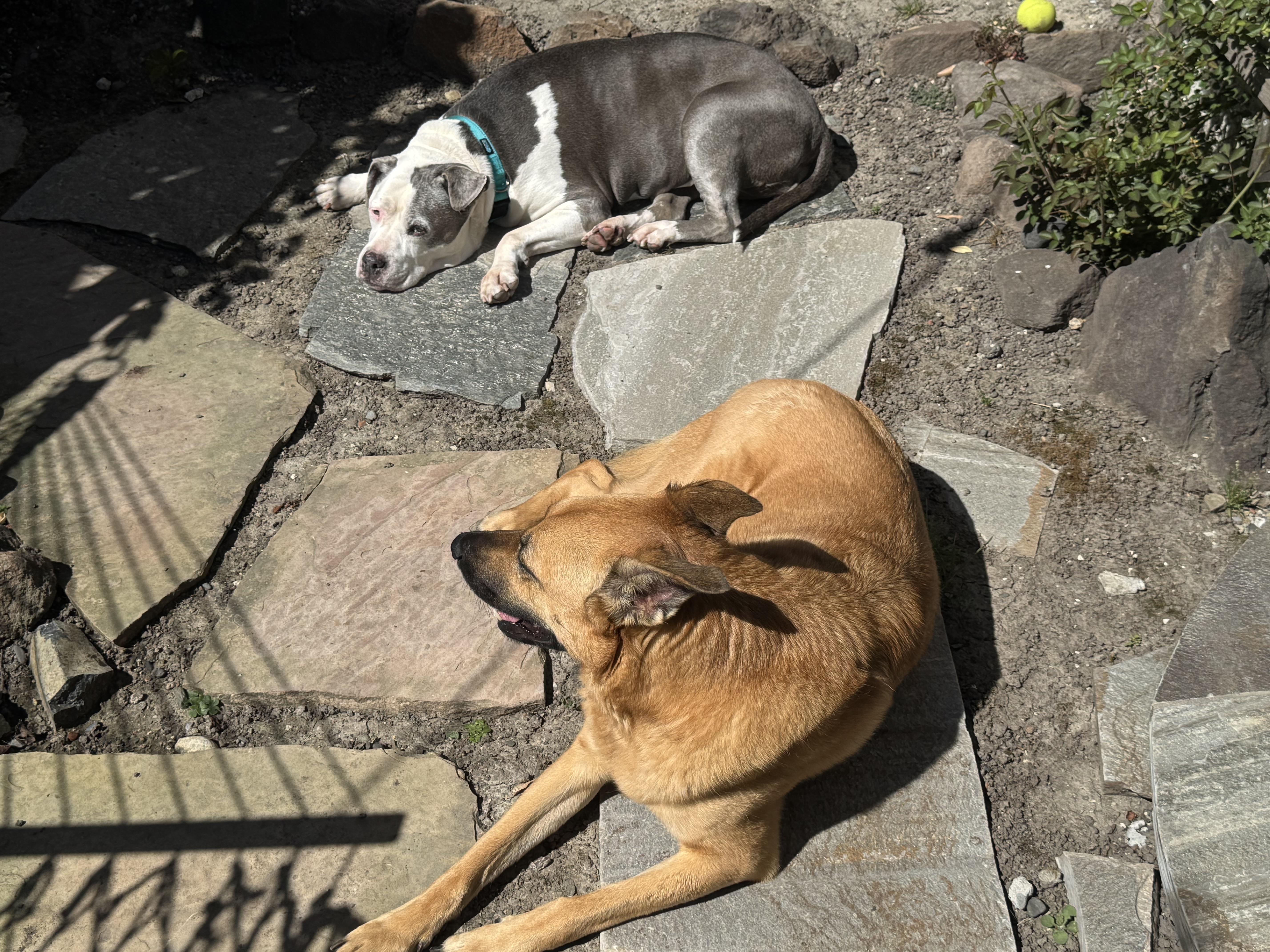 Enlarge Patches, an adopted Pit Bull Terrier in Petaluma, CA image 6/6