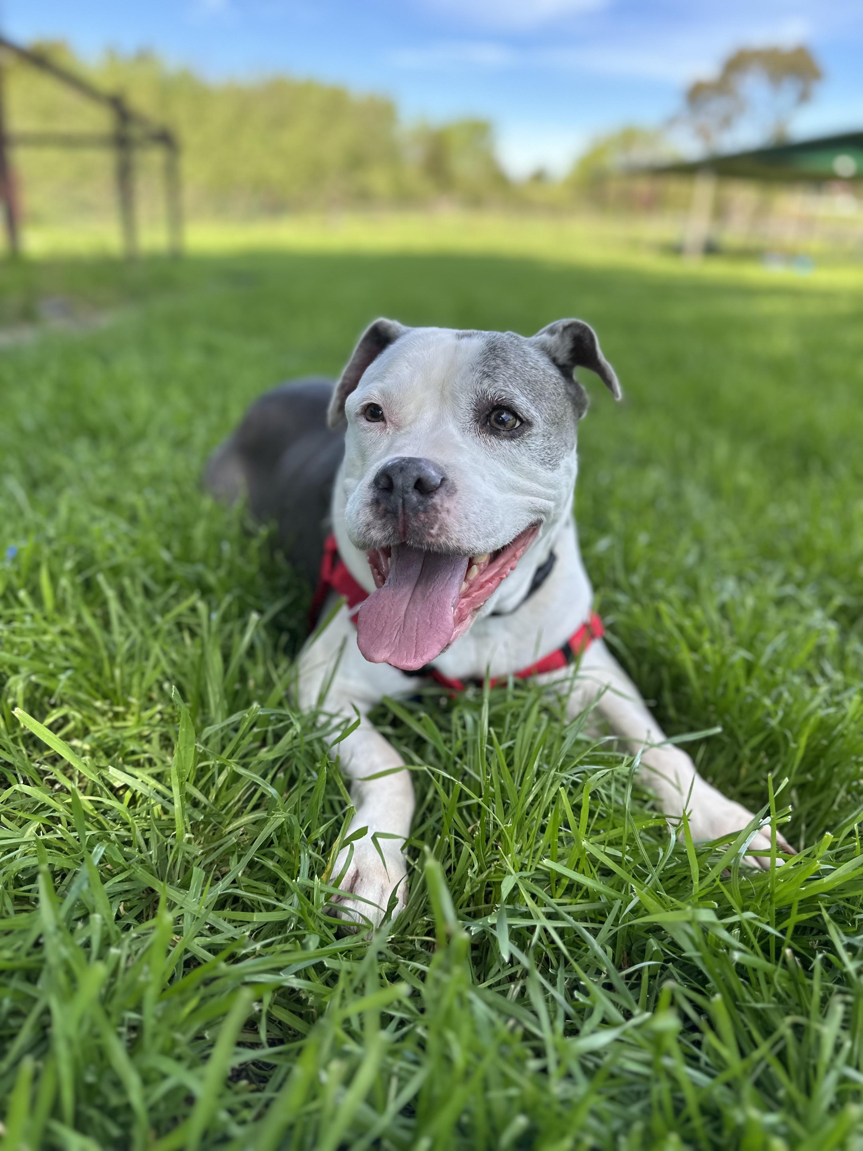 Patches, adopted, Senior Female Pit Bull Terrier.