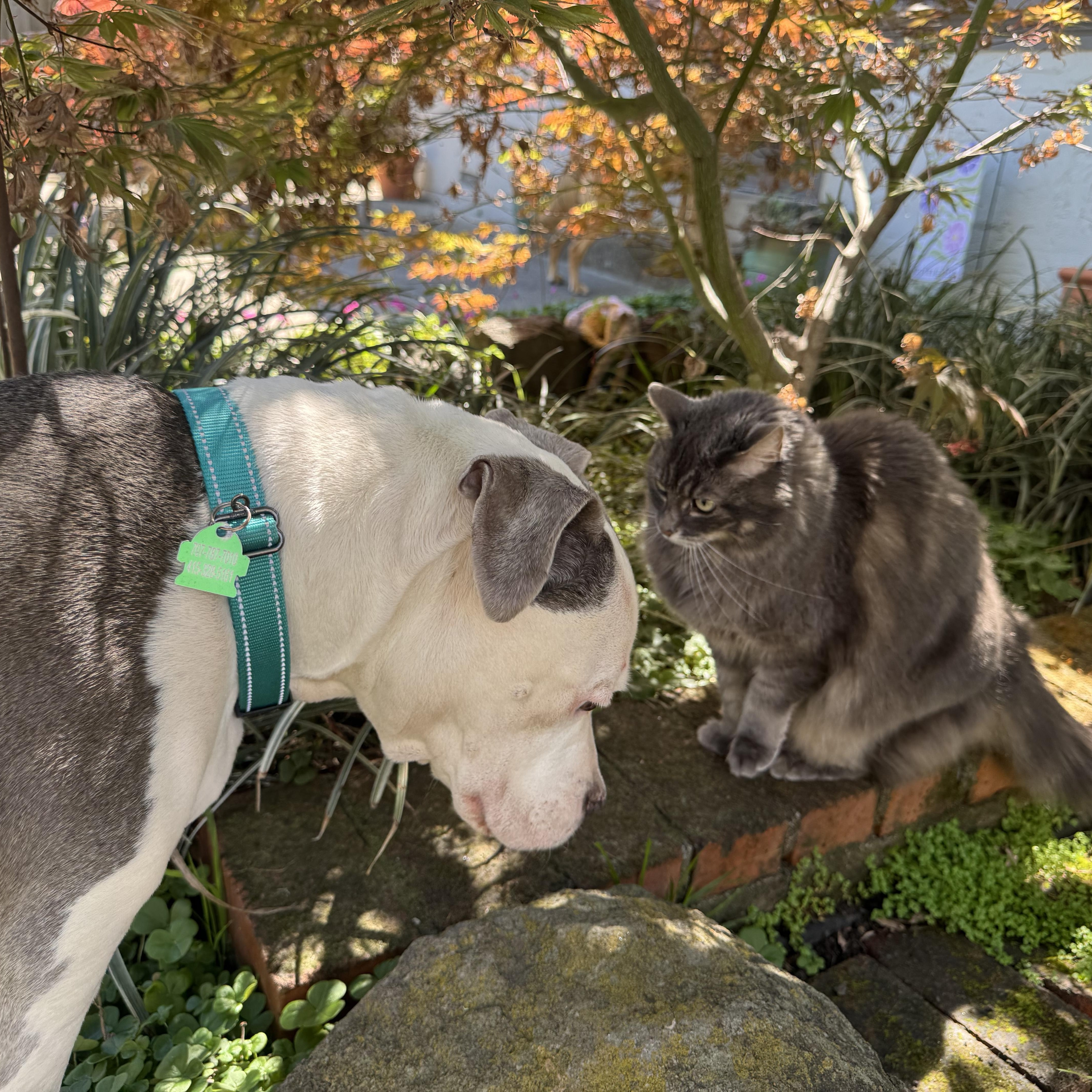 Enlarge Patches, an adopted Pit Bull Terrier in Petaluma, CA image 5/6