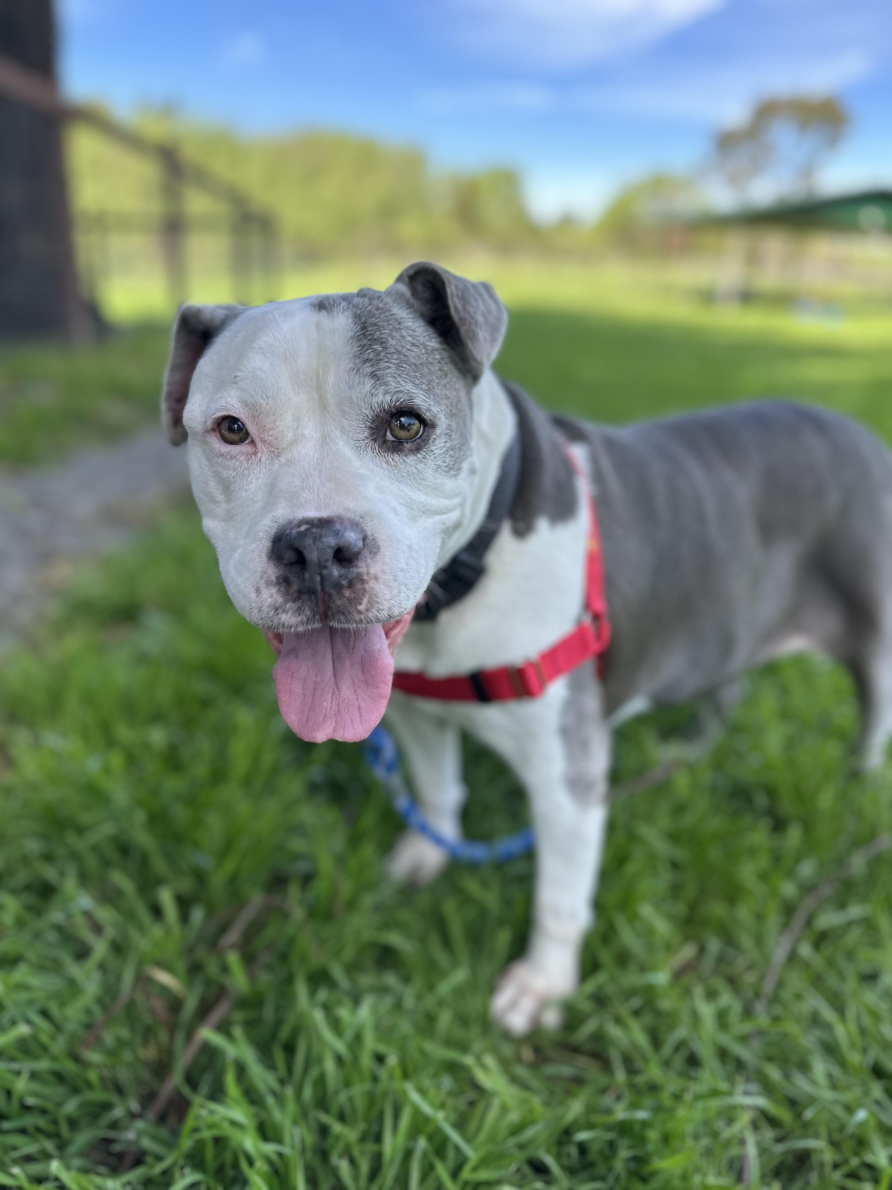 Patches, ADOPTABLE, Senior Female Pit Bull Terrier.