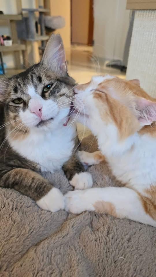 Boxer, Adoptable, Adult Male Domestic Medium Hair.