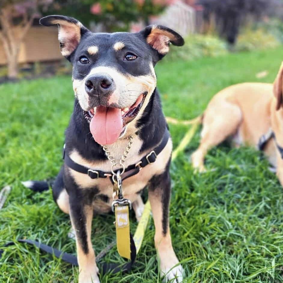 Eloise (20241118-05), an adoptable American Bulldog in Ottawa, ON, K2P 0A8 | Photo Image 4