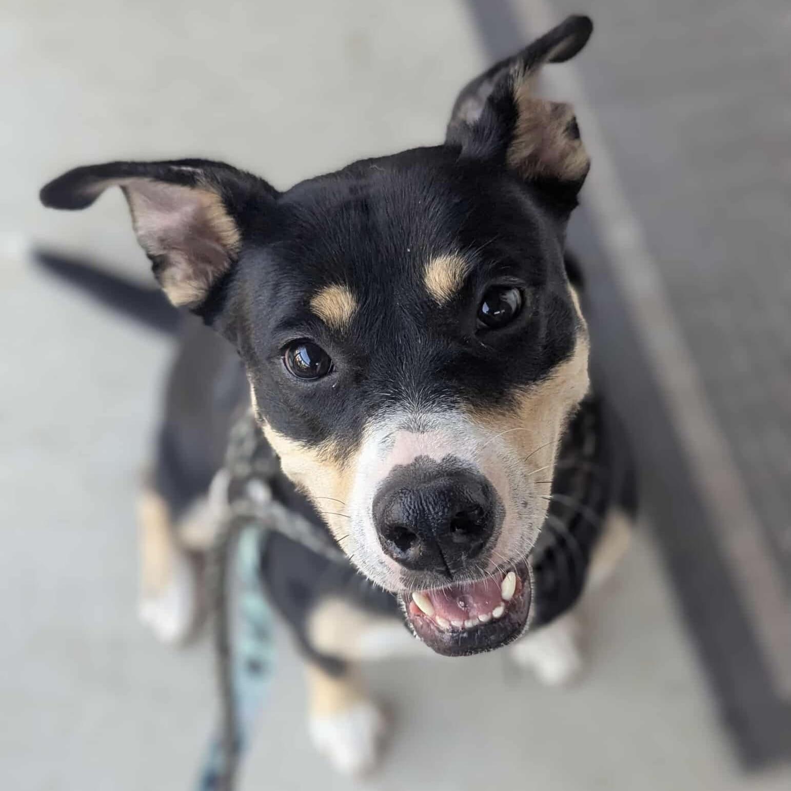 Eloise (20241118-05), an adoptable American Bulldog in Ottawa, ON, K2P 0A8 | Photo Image 2